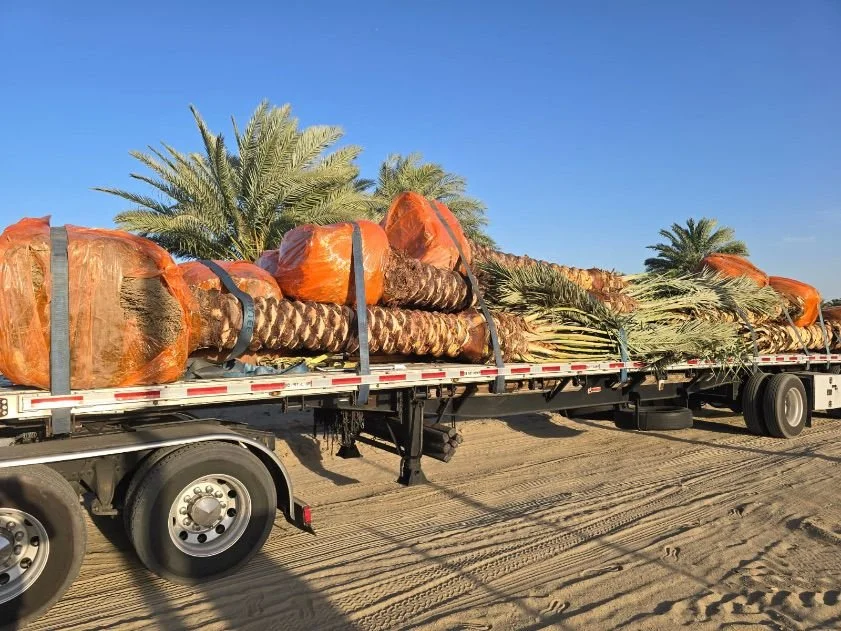 A flatbed truck carrying large freshly harvested date palm trees, wrapped at the base, with the trees laying on the flatbed bed against a clear blue sky, in a desert-like environment.