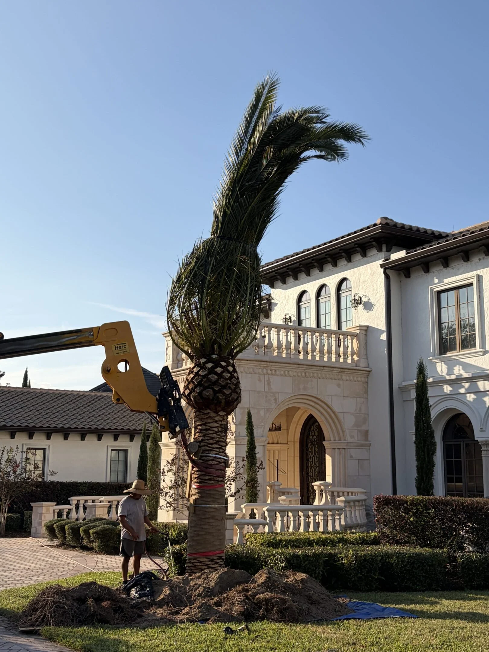 A worker planting or caring for a tall palm tree in front of a large, luxurious white house with arched windows and a balcony, under a clear blue sky.