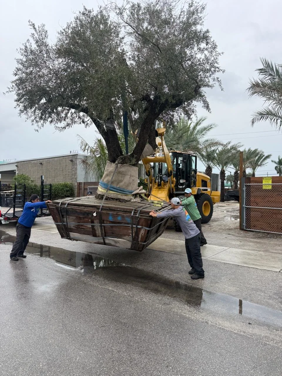Three workers move a large container holding a tree with a bulldozer on a street in an overcast area.