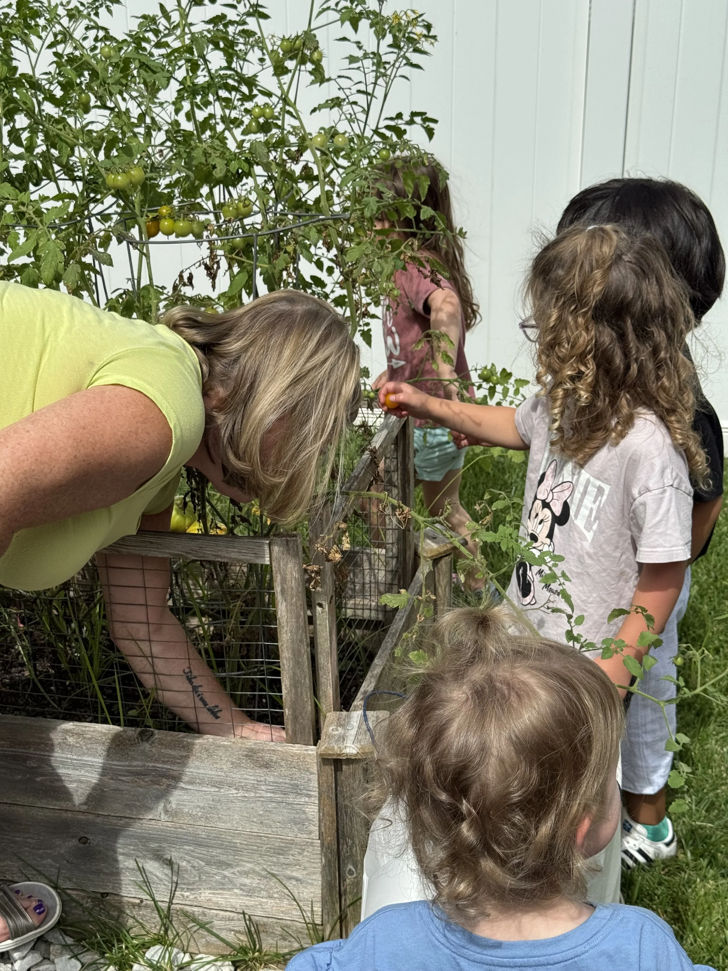 A group of children and an adult are gathered around a garden bed, picking ripe cherry tomatoes from a tomato plant in an outdoor setting.