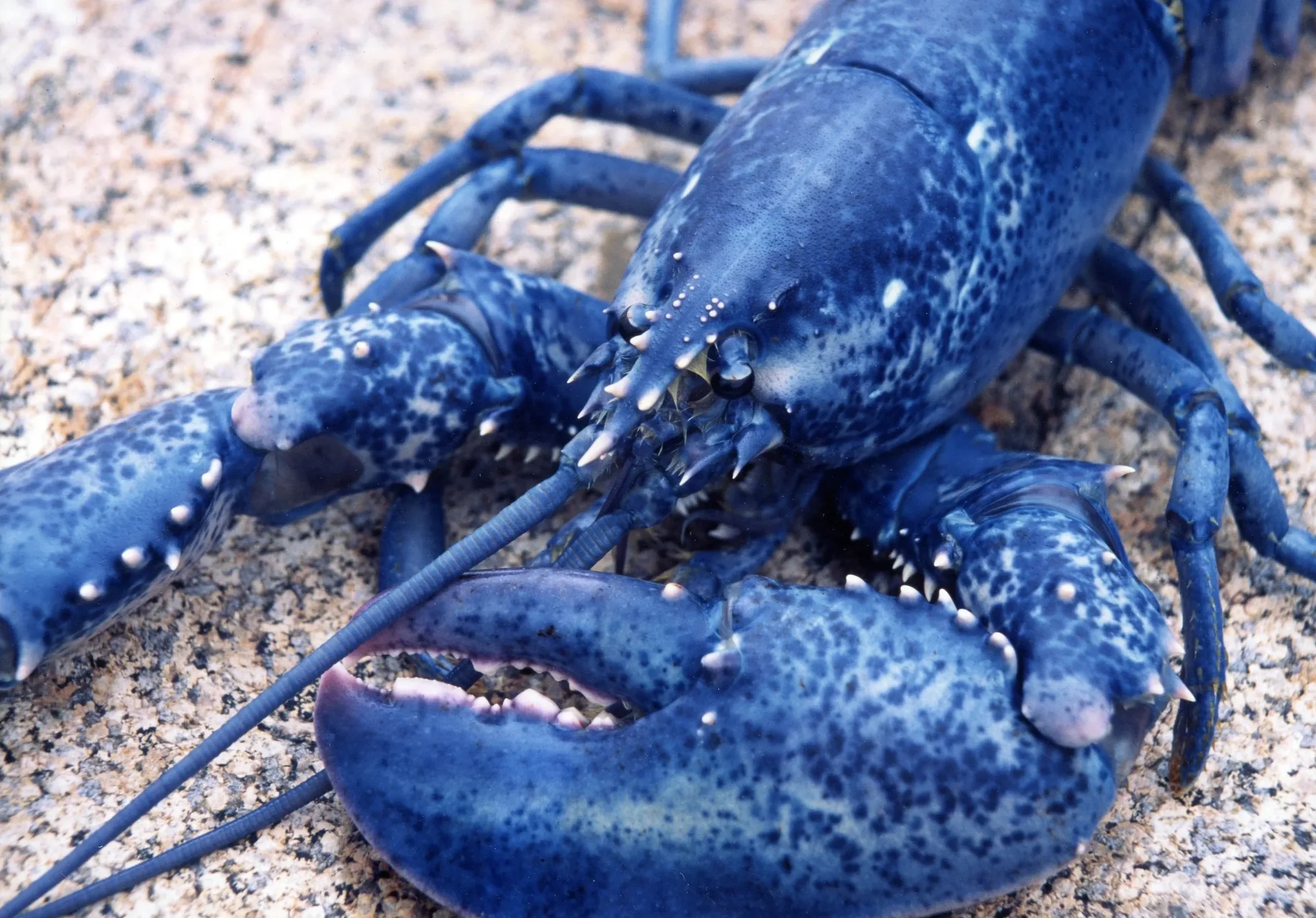 Close-up of a blue lobster on a sandy surface.