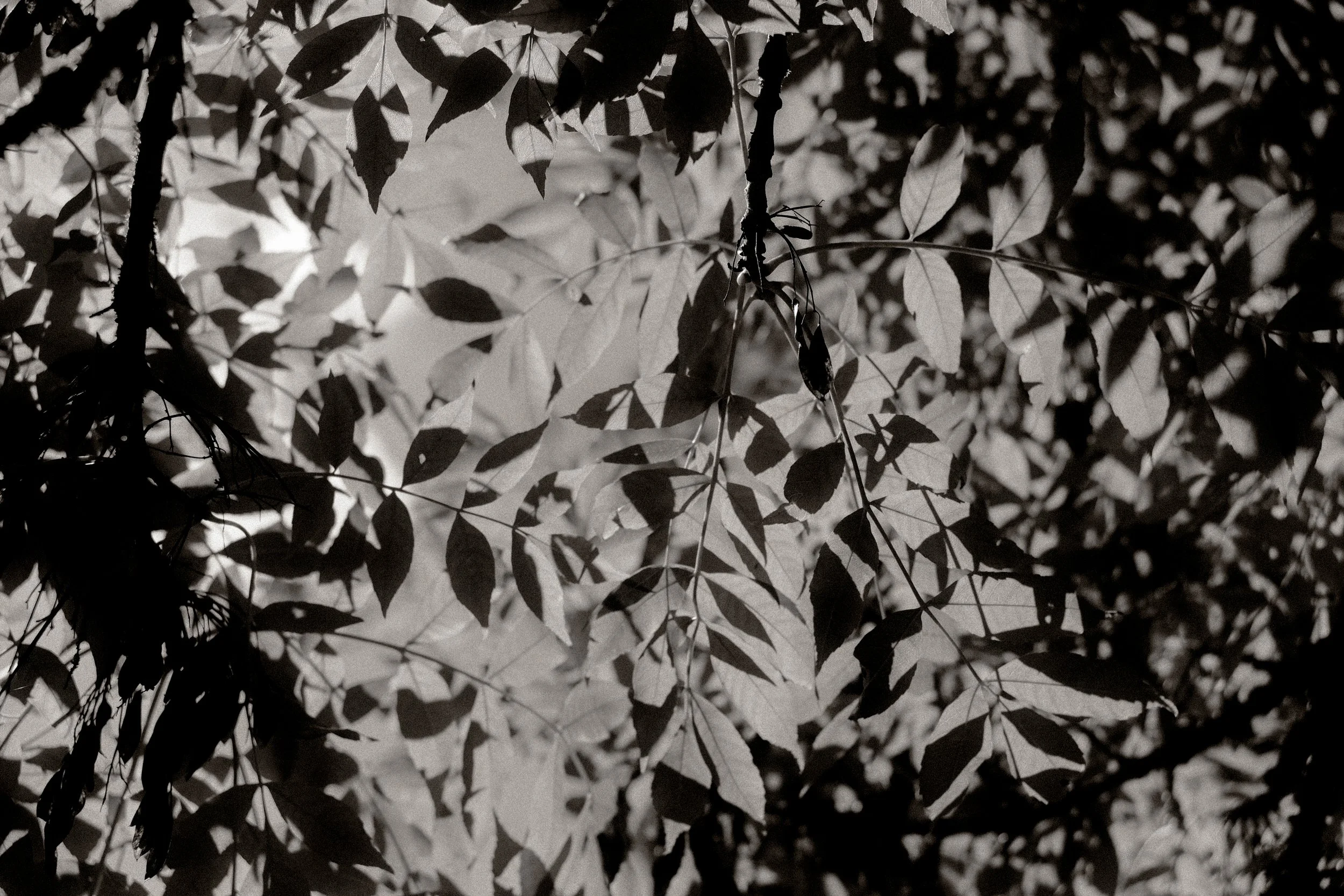DSCF7184.jpg