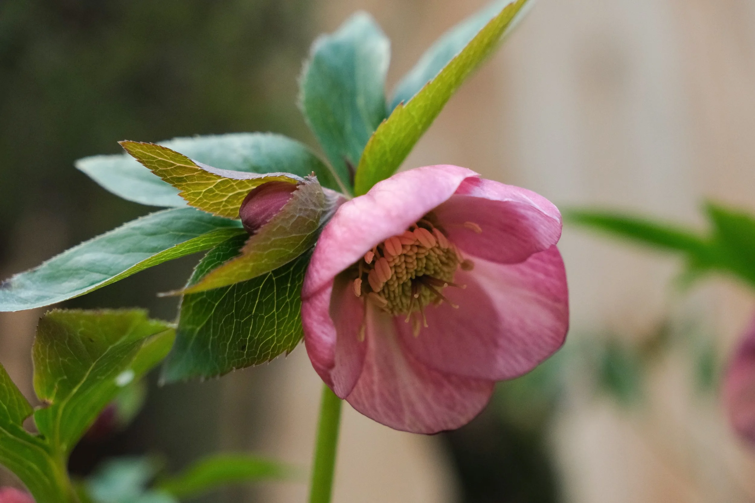 DSCF0497.jpg
