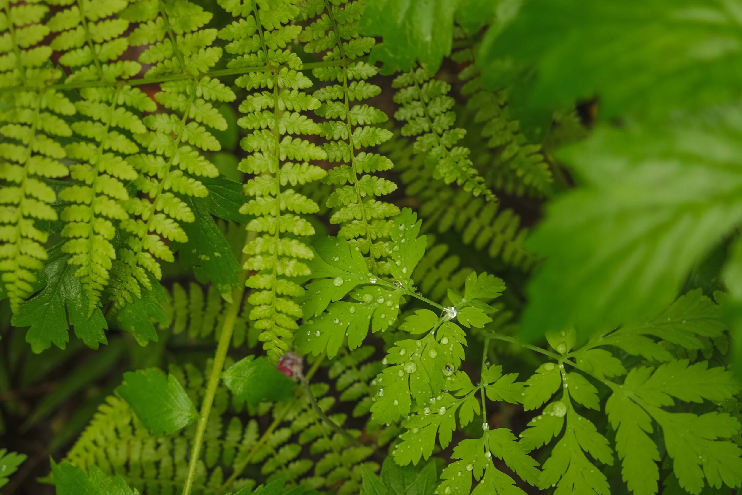 DSCF9731.jpg