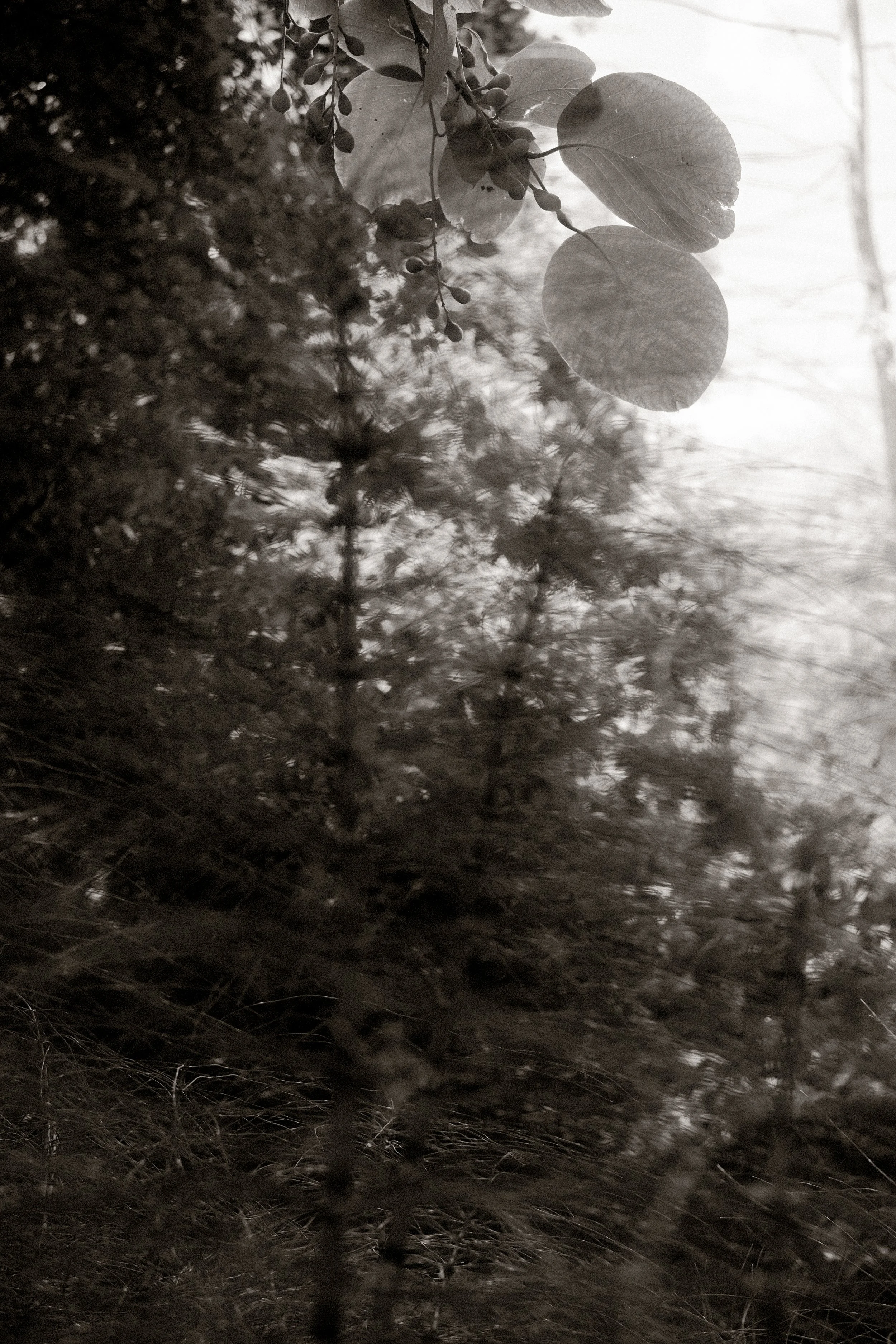 DSCF7198.jpg