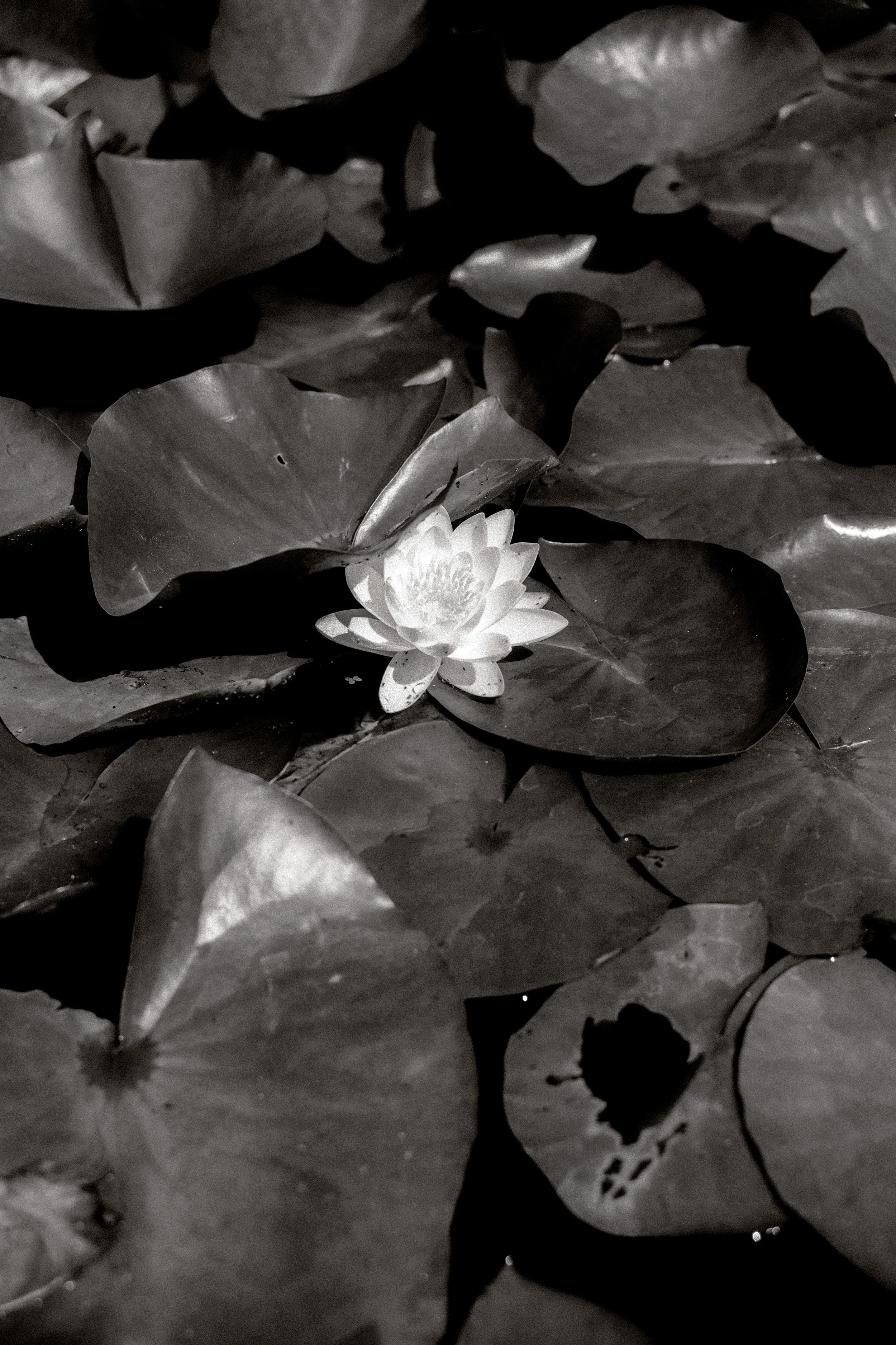 DSCF7236.jpg