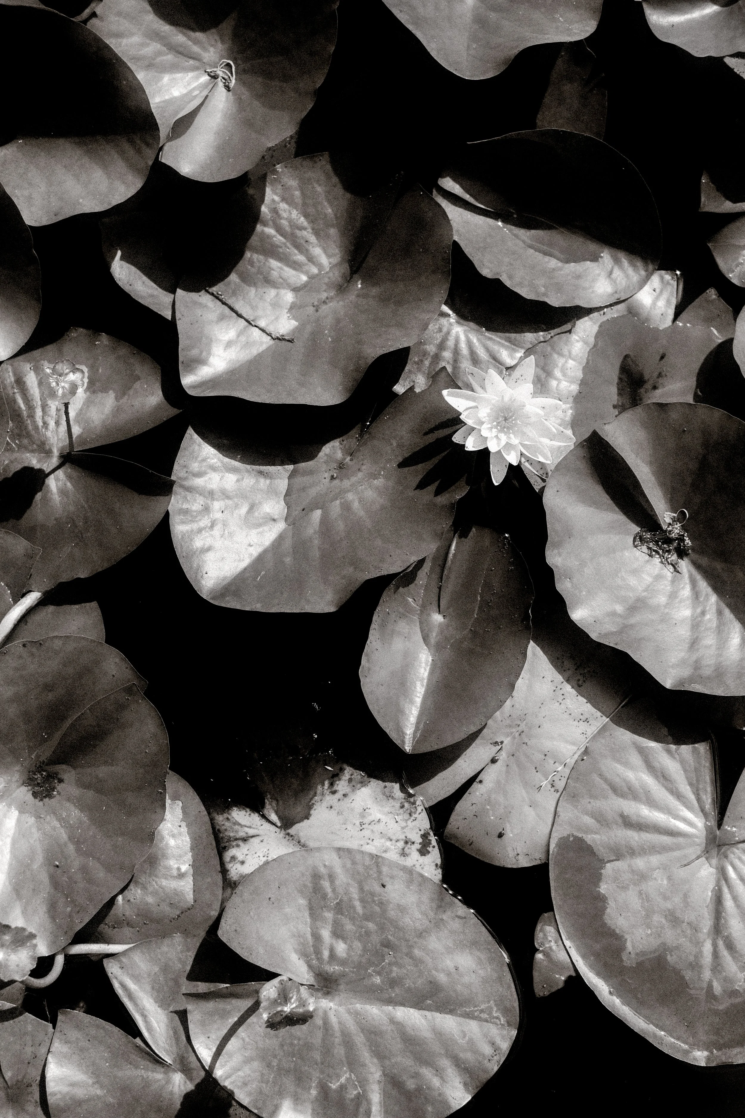 DSCF7219.jpg