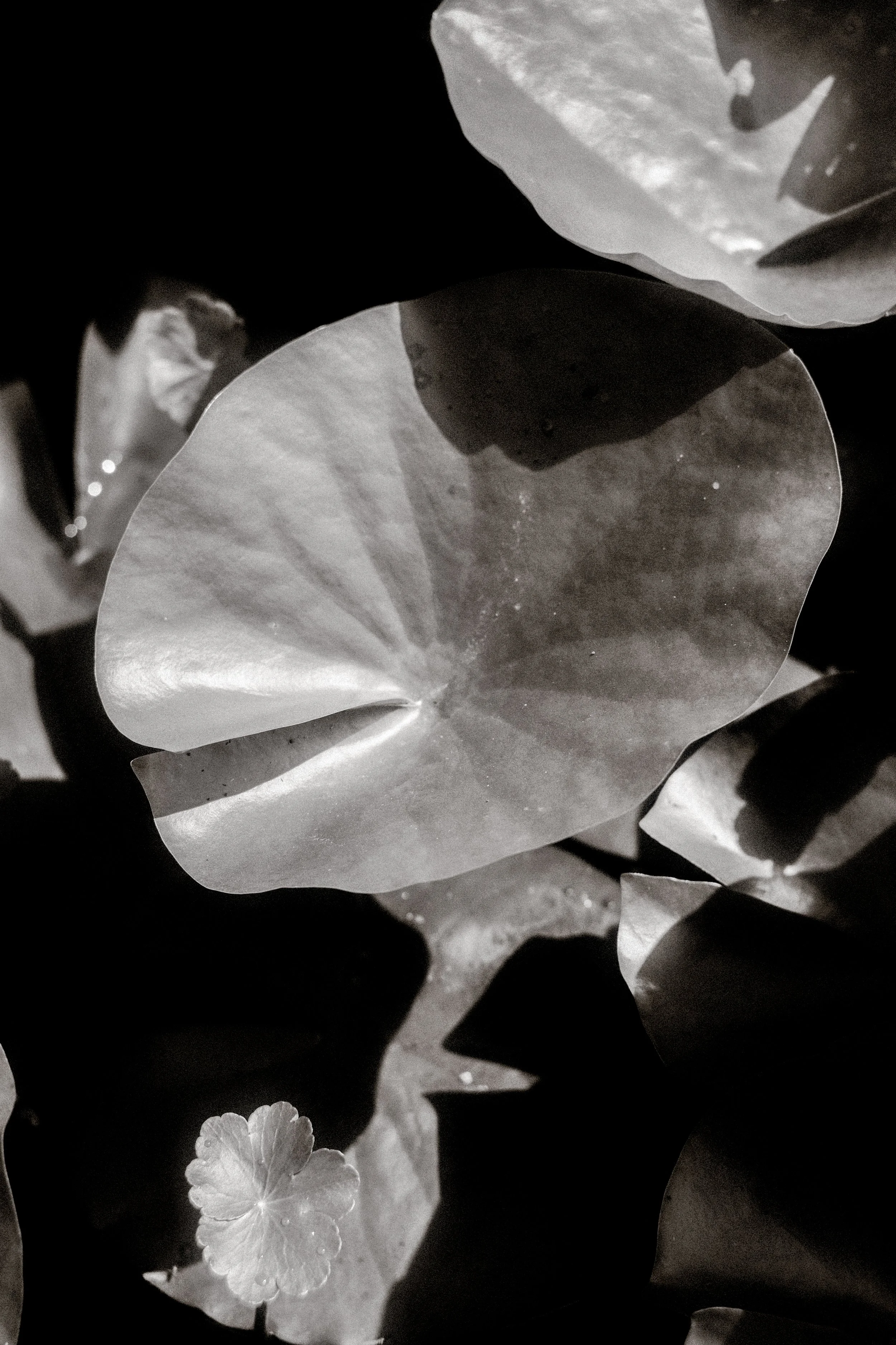 DSCF7223.jpg