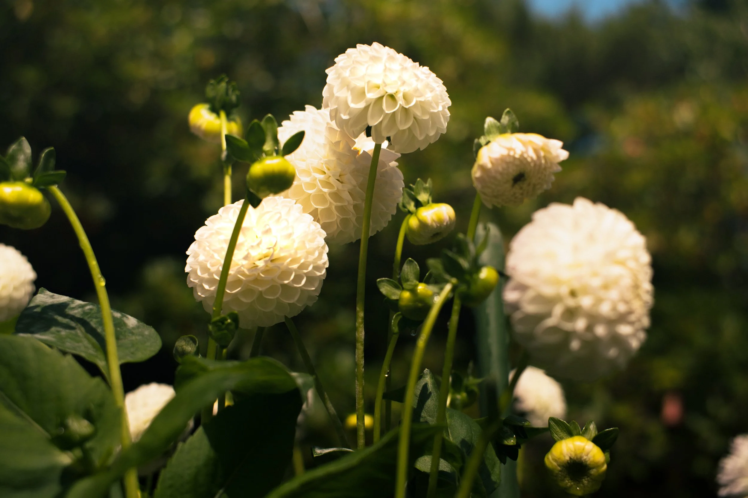 DSCF7285.jpg