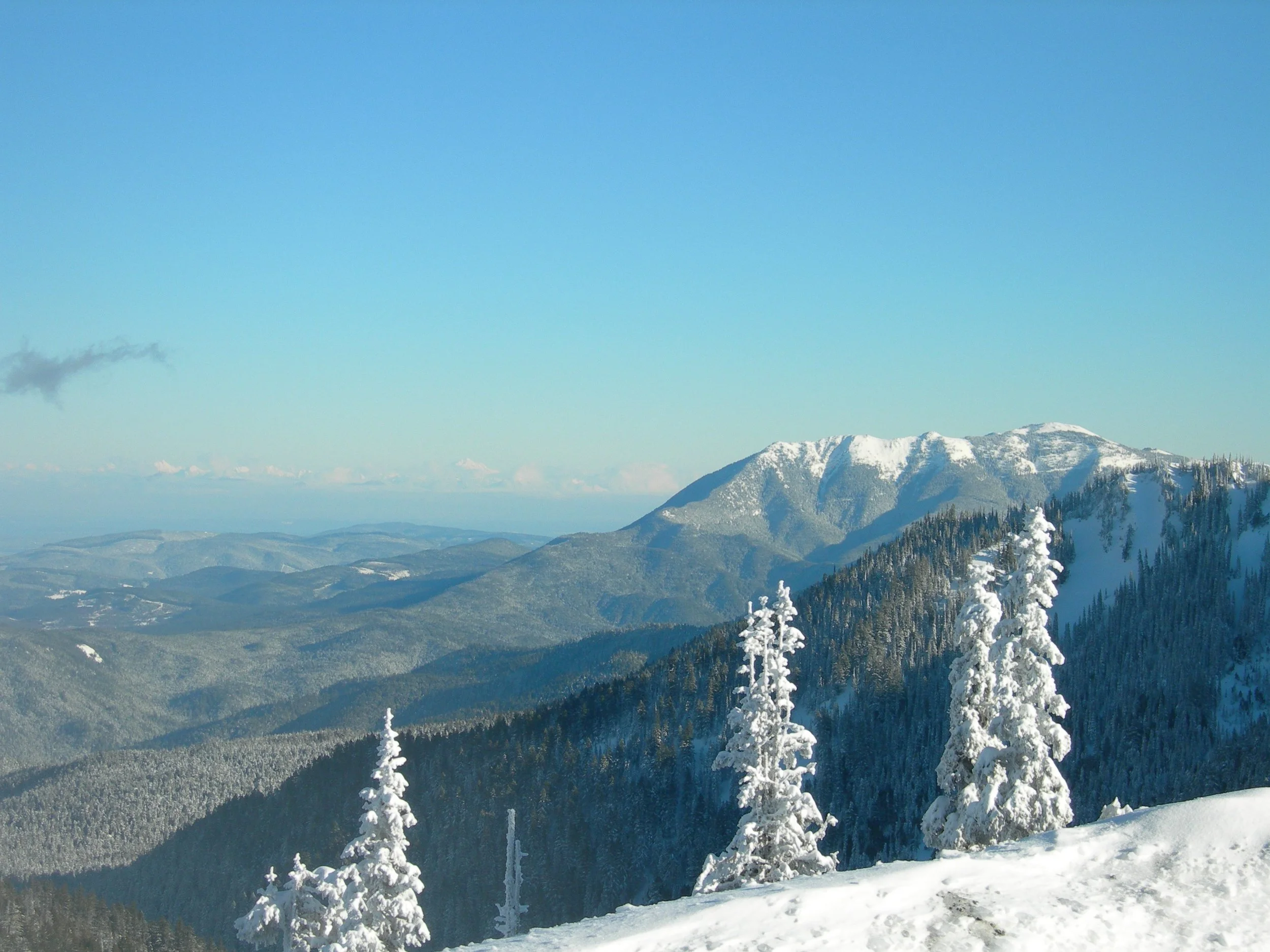 Snow-covered trees in the foreground with mountain range in the background under a clear blue sky.