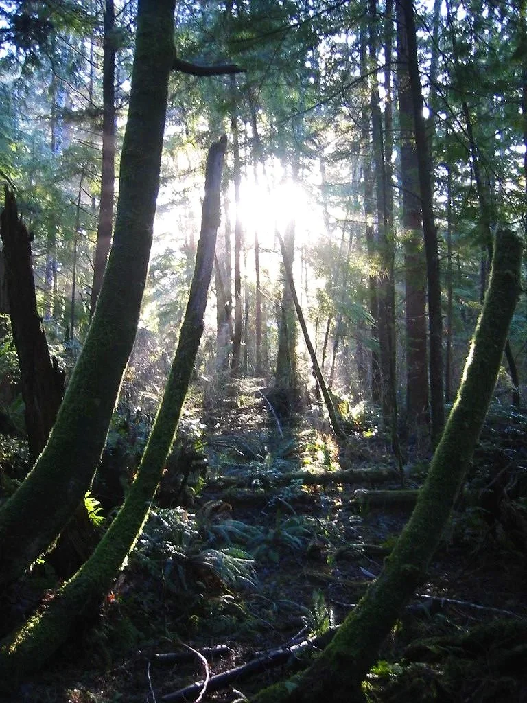 Sunlight filtering through a dense forest with tall trees covered in moss and undergrowth.