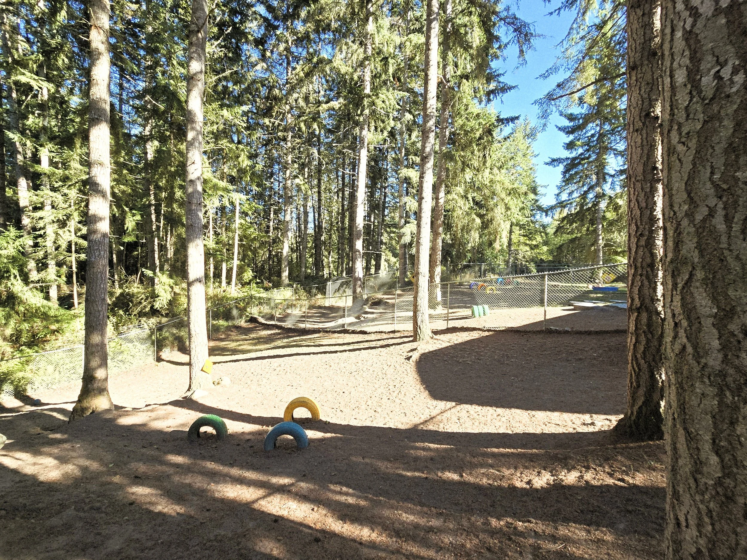 A dirt play area surrounded by tall pine trees with a chain-link fence and colorful tires partly visible in the background, sunny with blue sky and shadows on the ground.