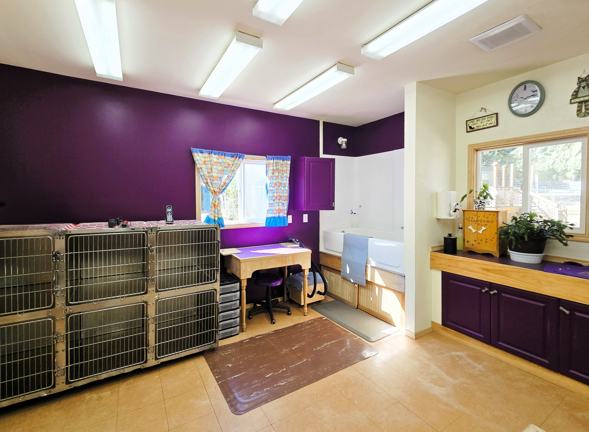 The image shows an indoor room with a purple and white wall, illuminated by fluorescent ceiling lights. There are windows with colorful curtains, a small wooden table, a black office chair, and multiple metal kennels and grooming equipment.