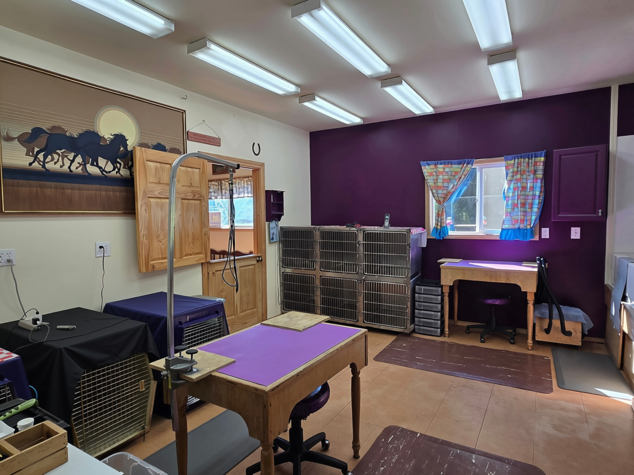 A room with purple and white walls, a window with colorful curtains, fluorescent ceiling lights, and various furniture and equipment including a table with purple surface, small wooden table, crates, cage, and a dog grooming arm.