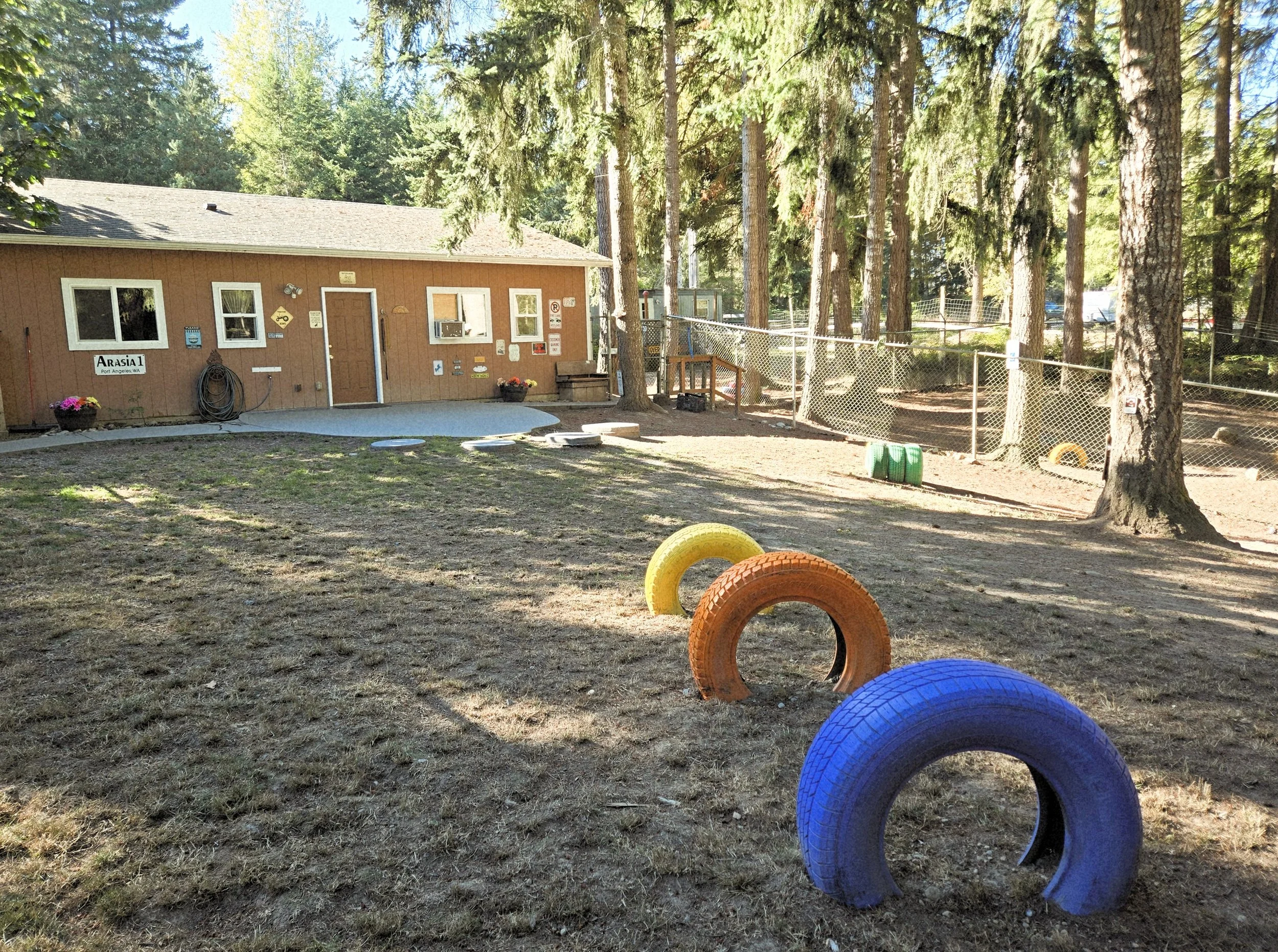 Outdoor scene with a small brown building, tall trees, and a yard with colorful tires arranged in a circle, under a blue sky with sunlight filtering through the trees.