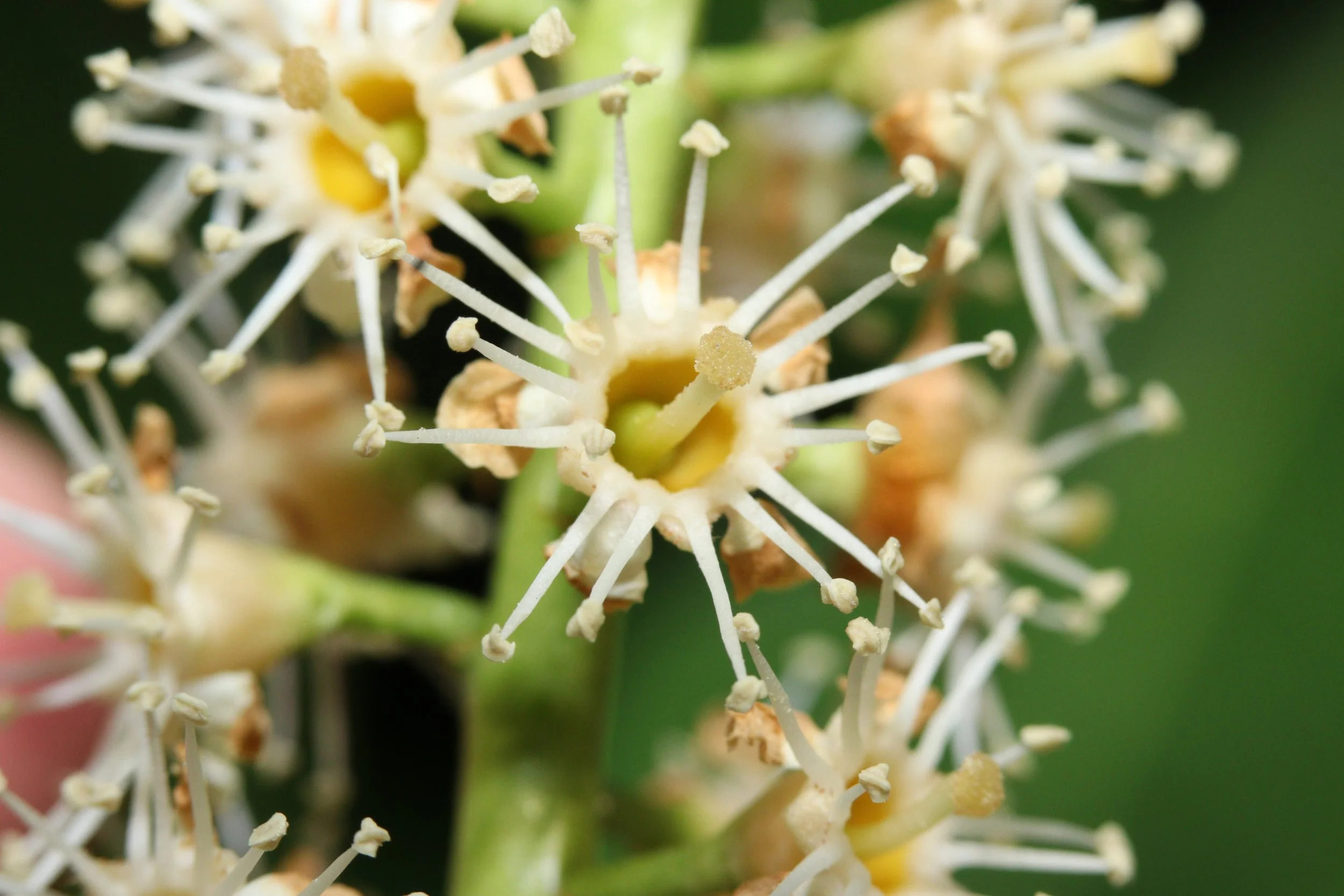 Lorbeerblüte 110425.JPG