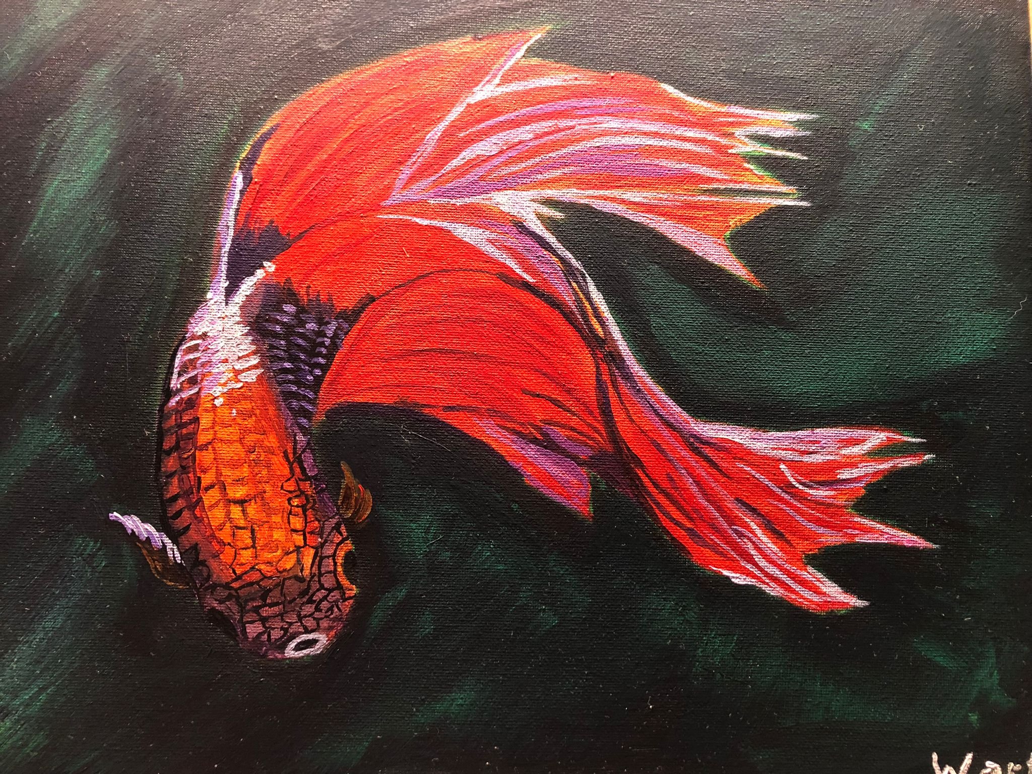 Betta Kampffisch