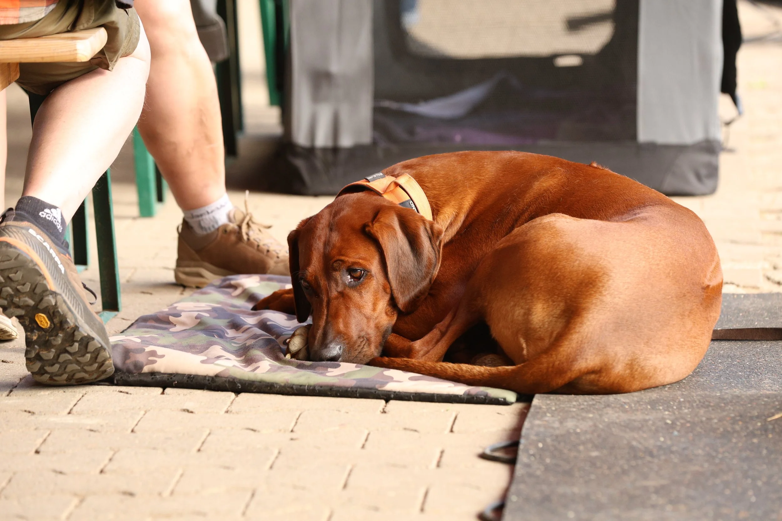R6II7475.JPG