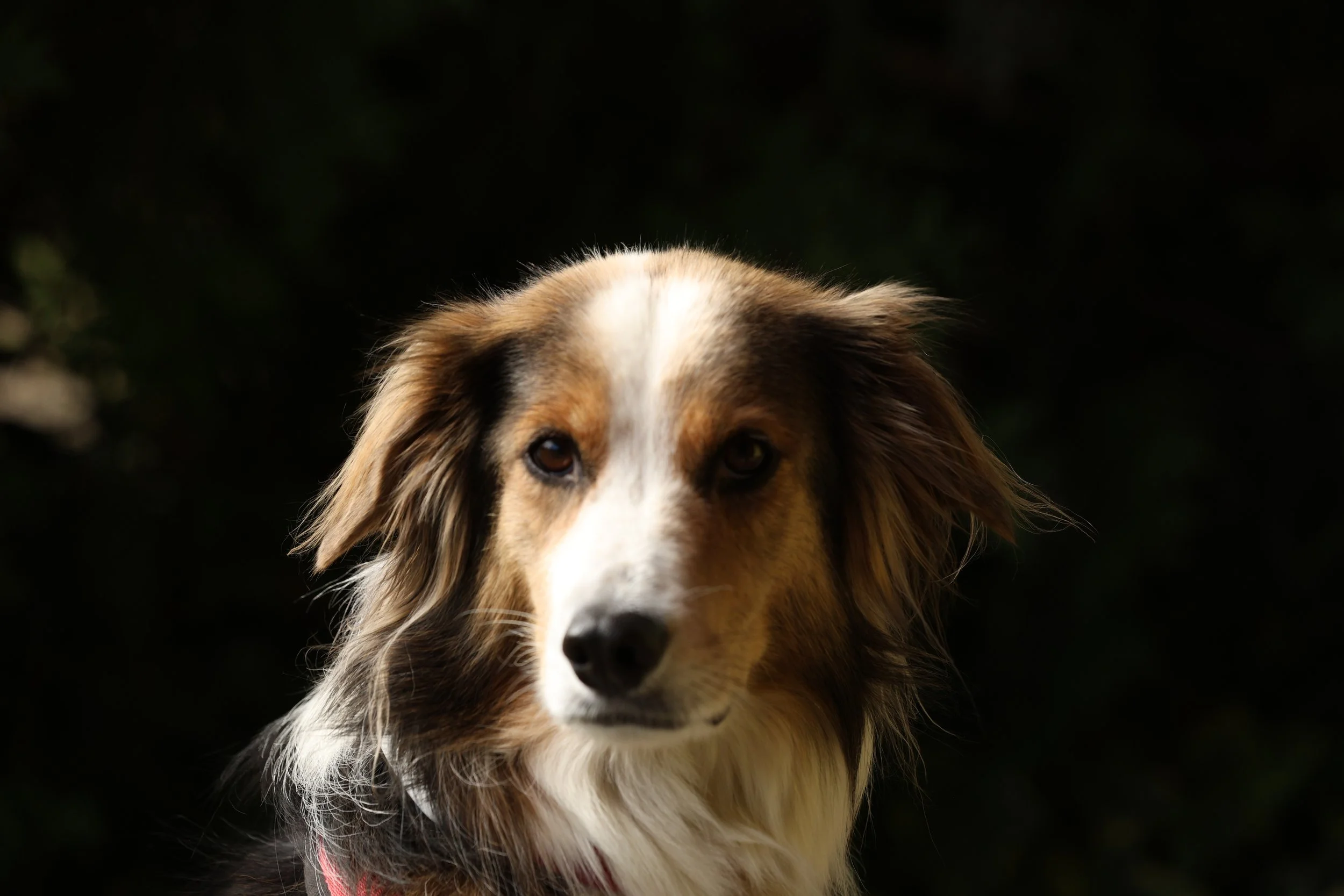 R6II7479.JPG