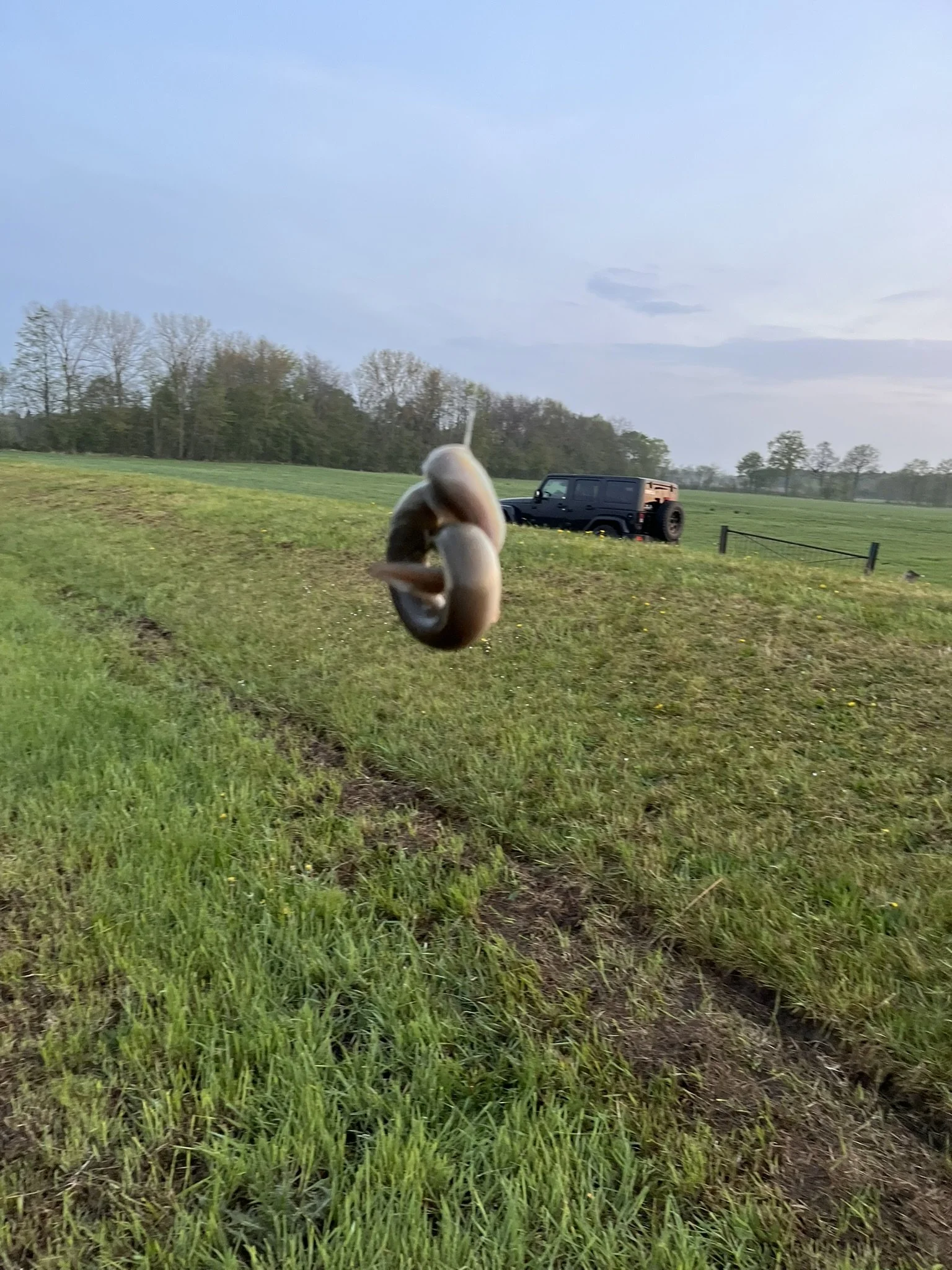 Mini-Aal an der Jümme, Ostfriesland (schwimmt wieder)