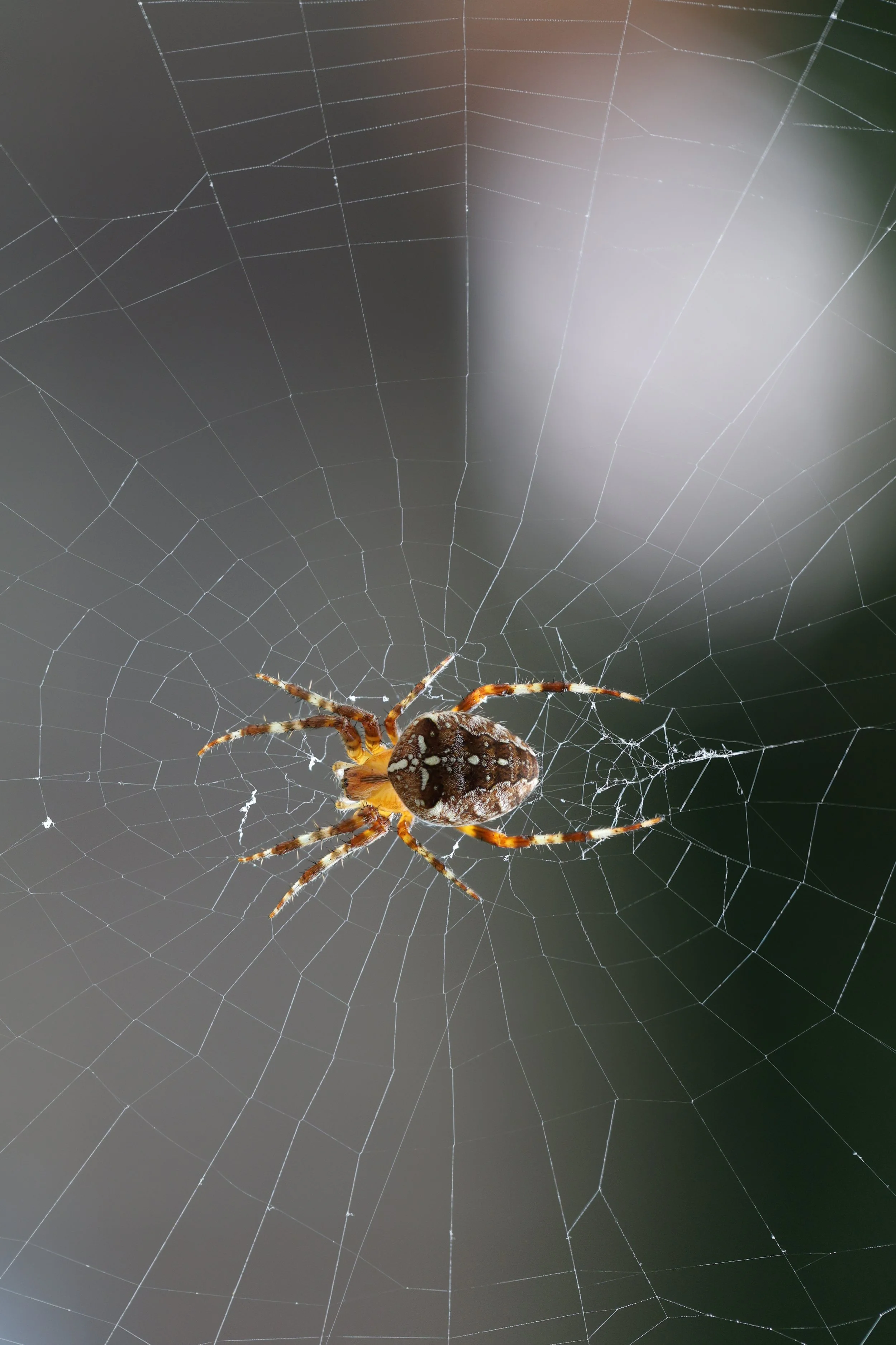 Kreuzspinne