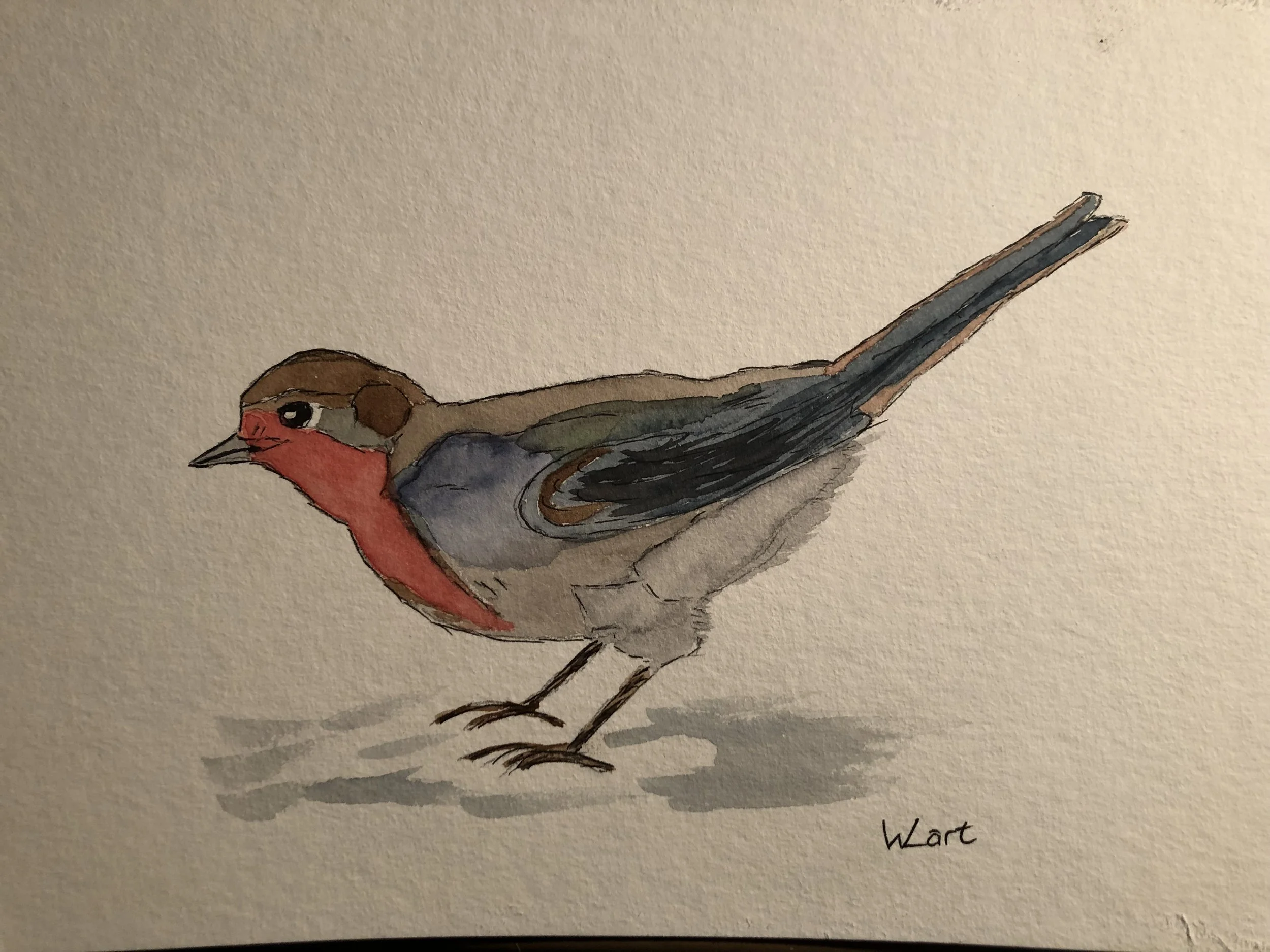 Robin by William Turner Dez21.JPG