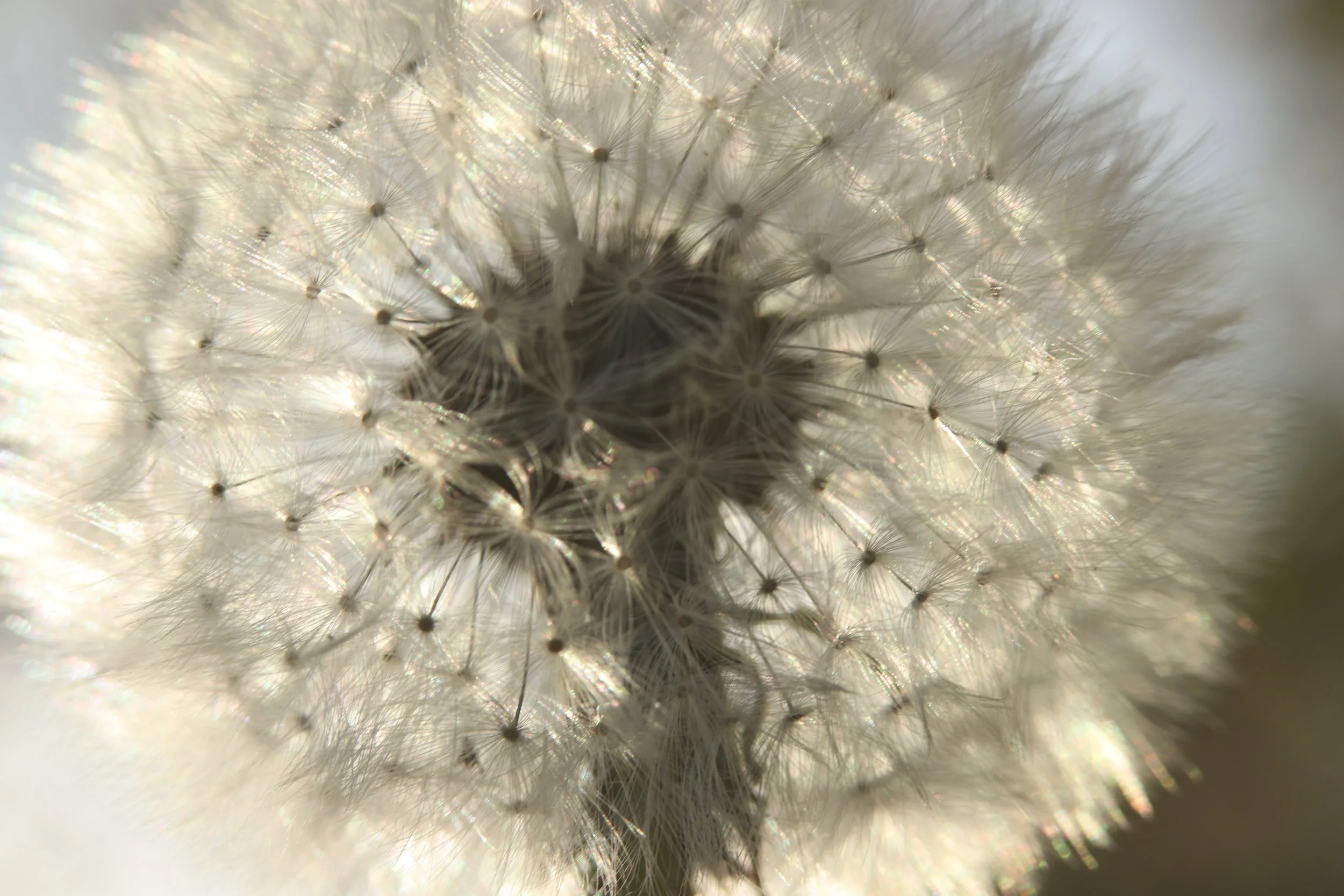 Pusteblume 110425.JPG