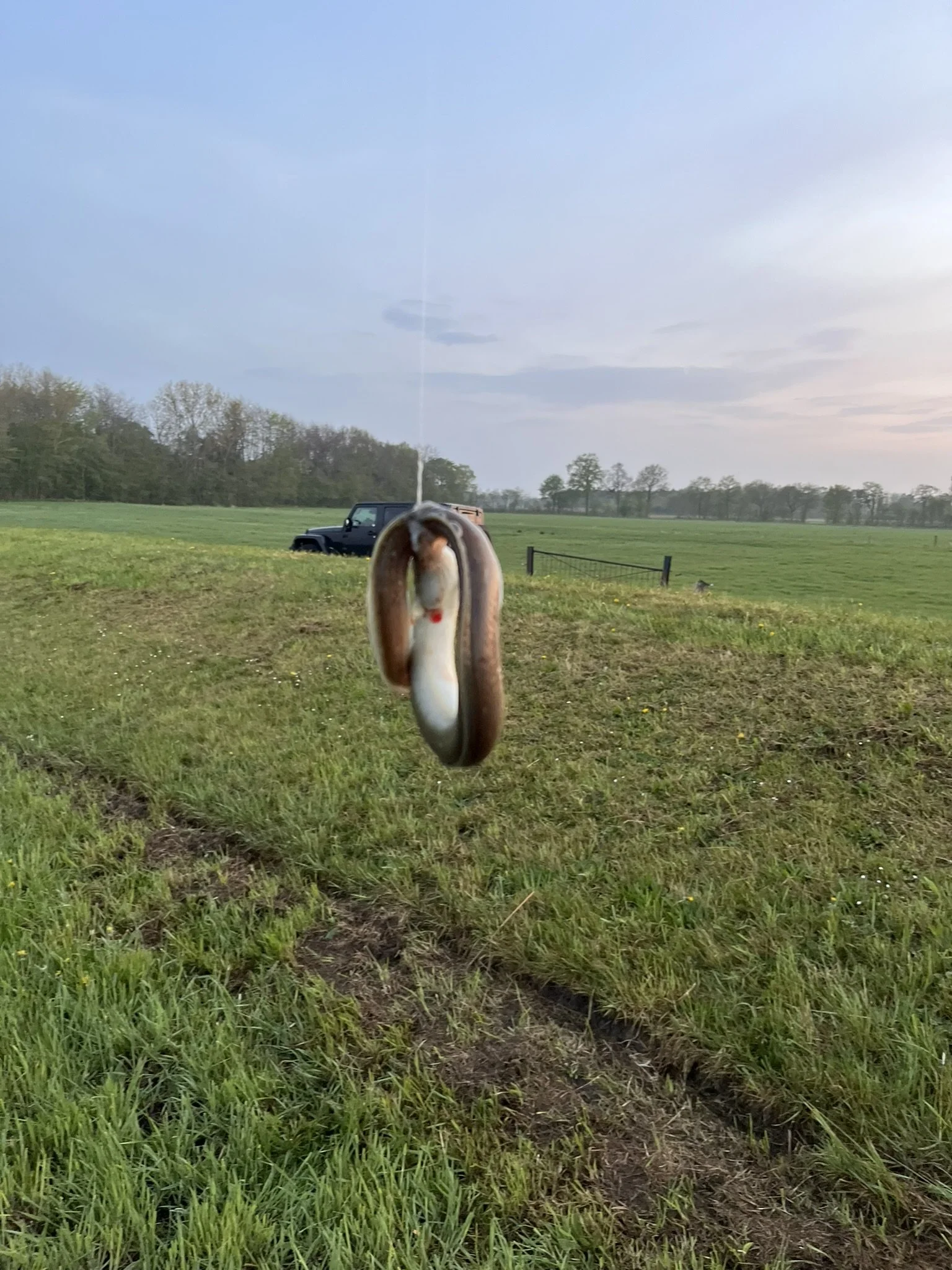 Mini-Aal an der Jümme, Ostfriesland (schwimmt wieder)