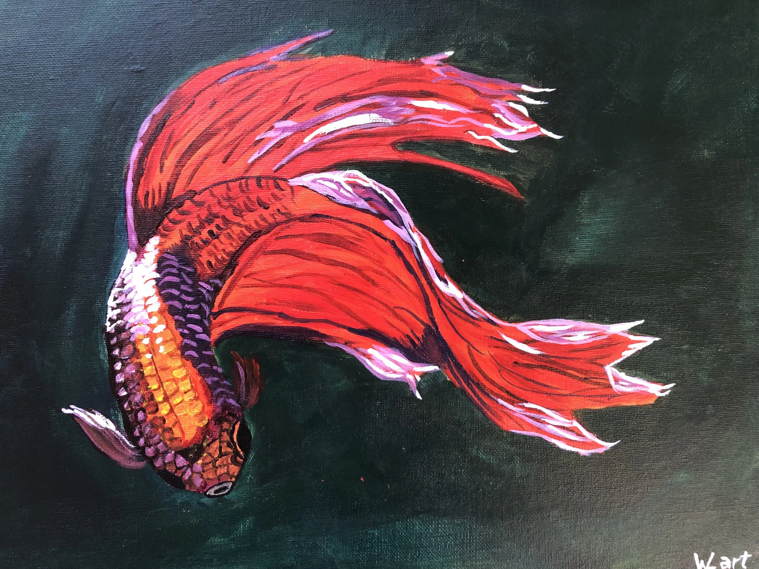 Betta Splendens #1 - Siamesischer Kampffisch Nov. 22.JPG