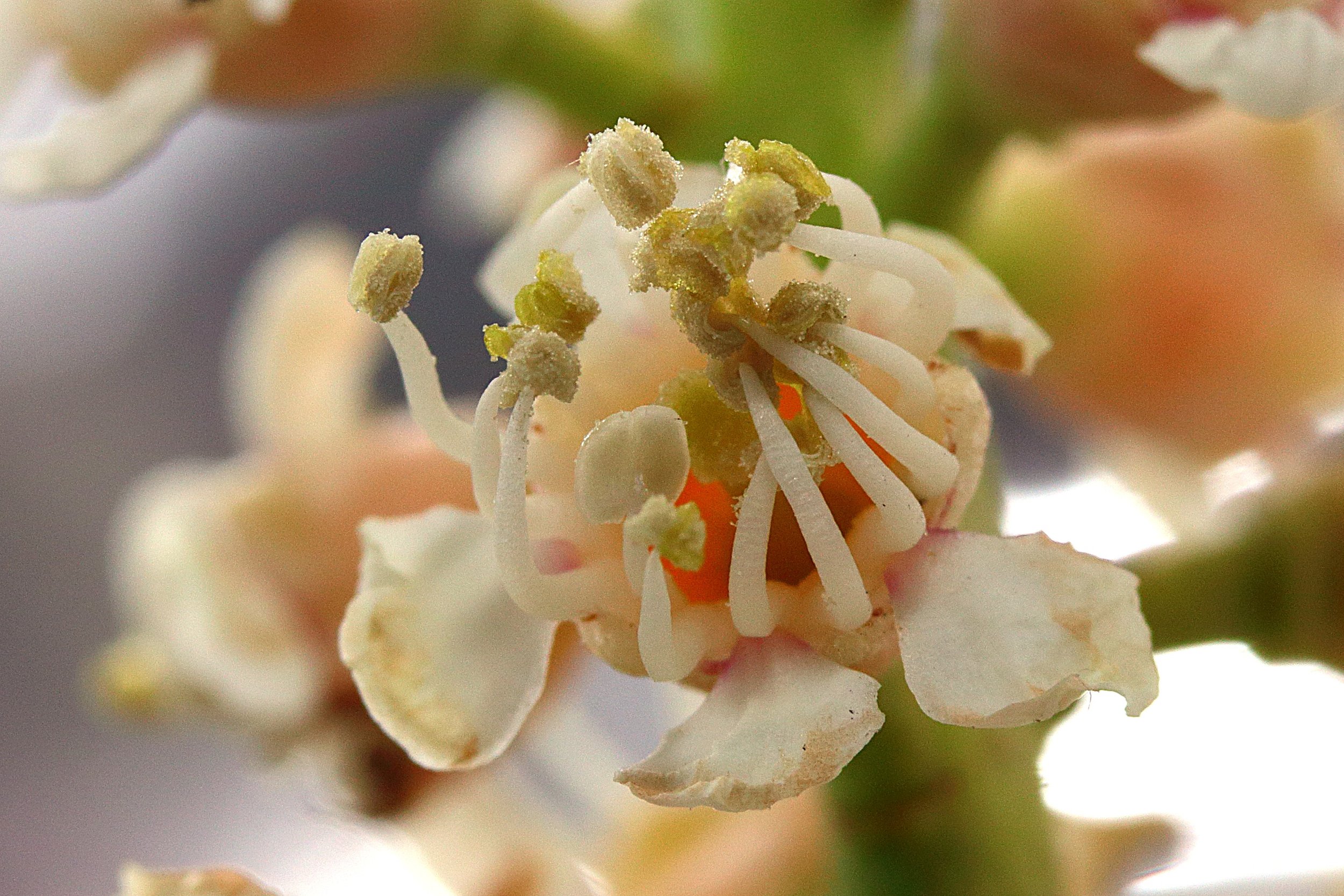 Kirschlorbeer, Blüte