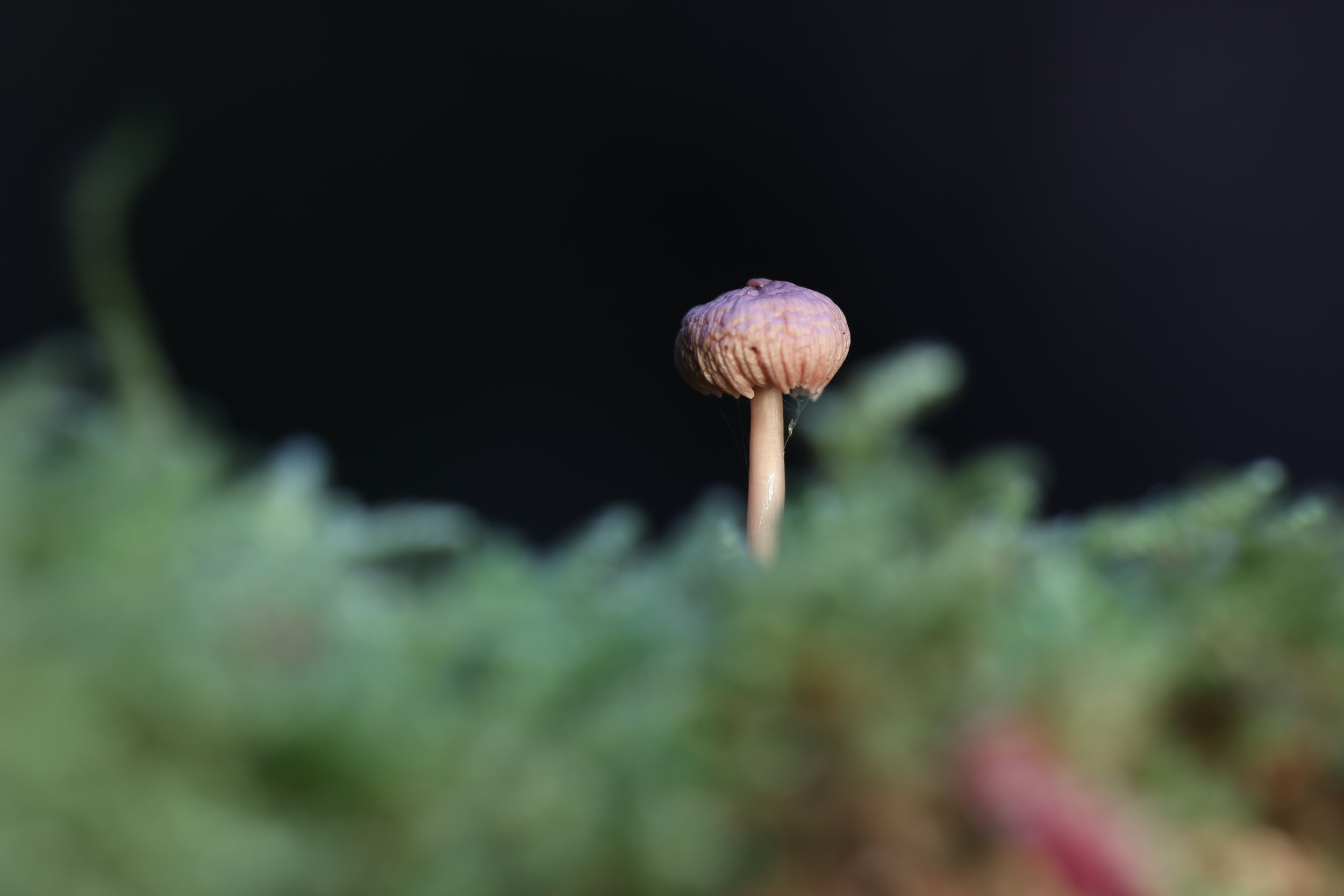 R6II0041.JPG
