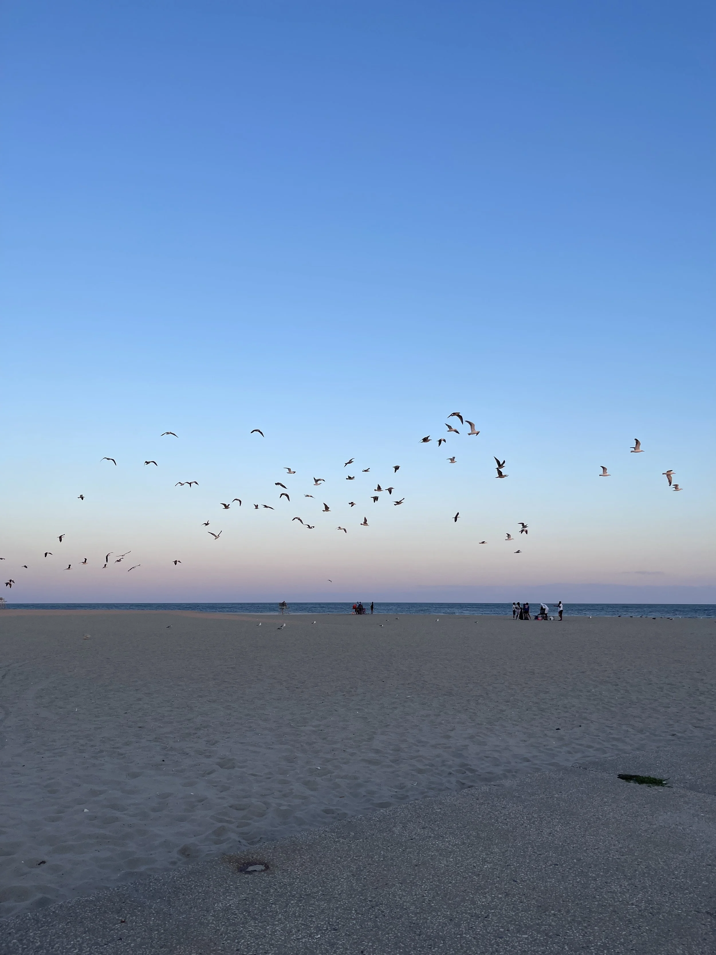 Birds at sunset on Rockaway Park beach 