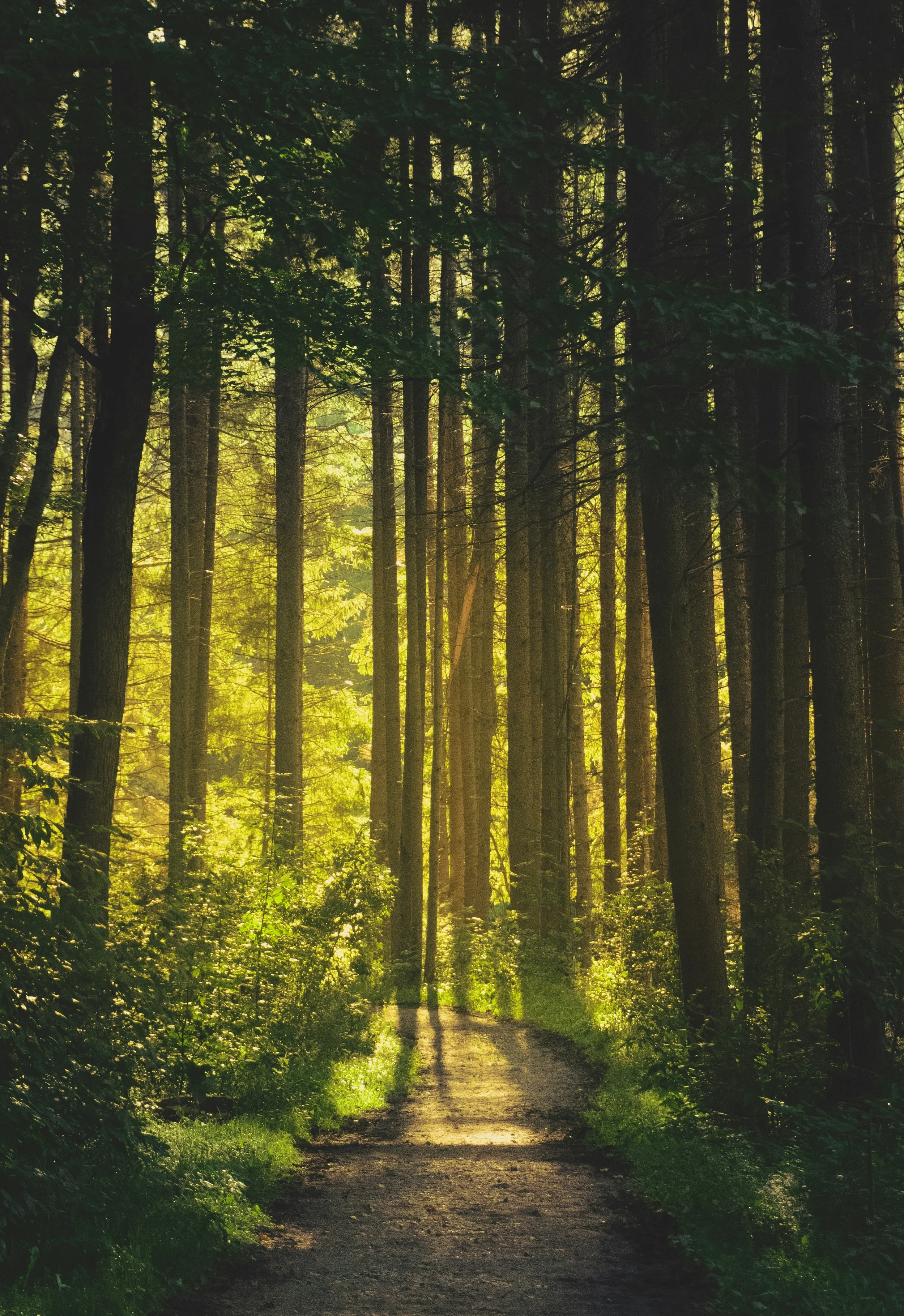 Sunlit dirt trail winding through a dense evergreen forest