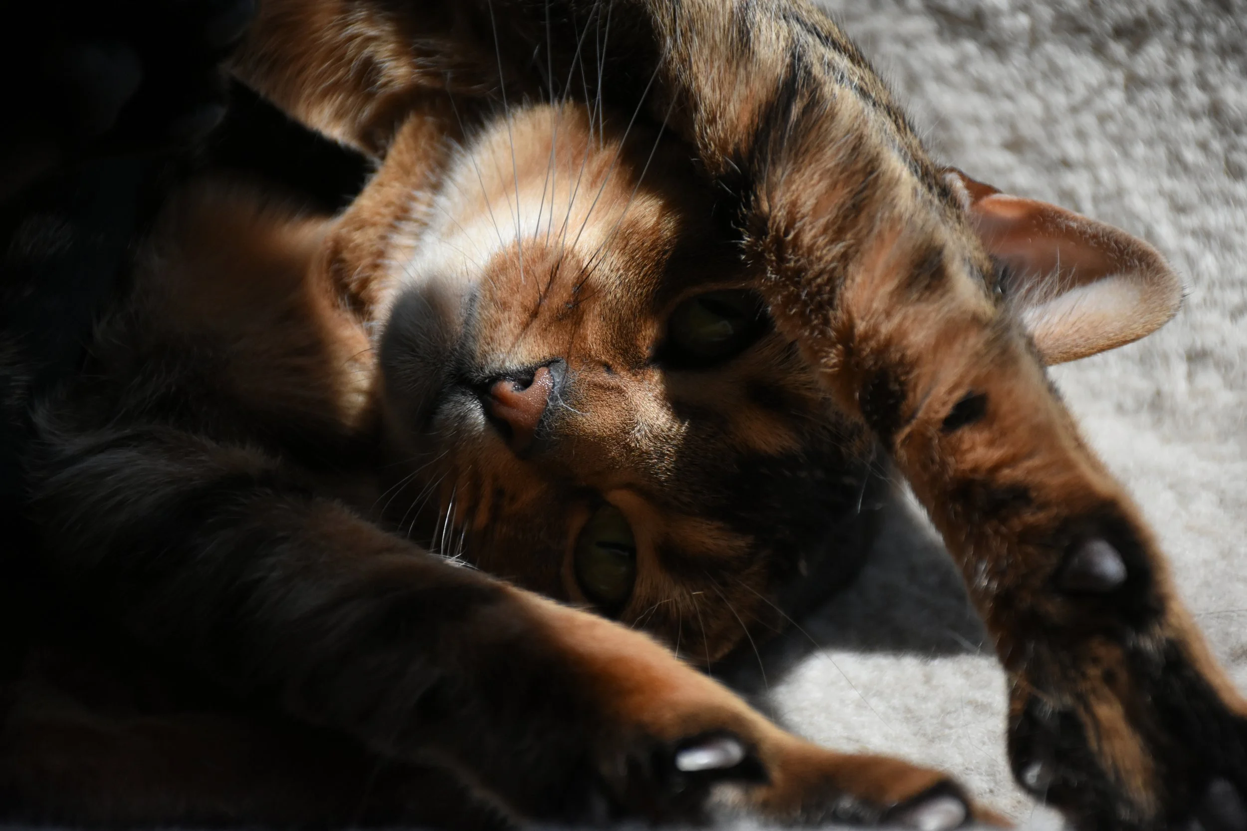 DSC_5766.jpeg