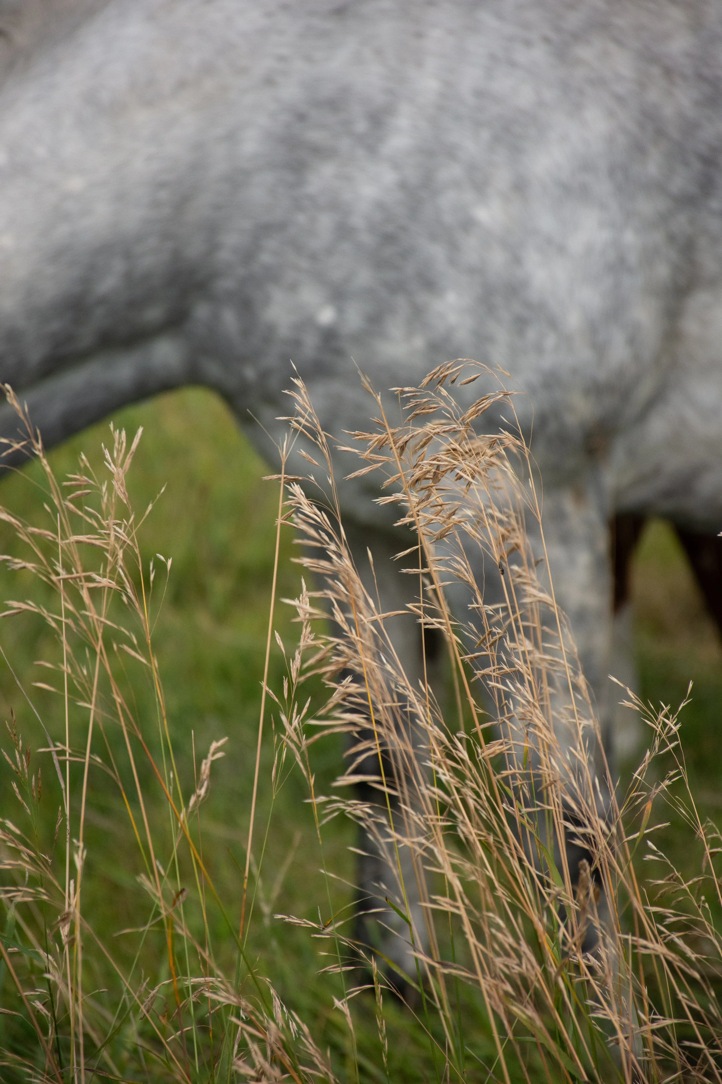 DSC_3010.jpg