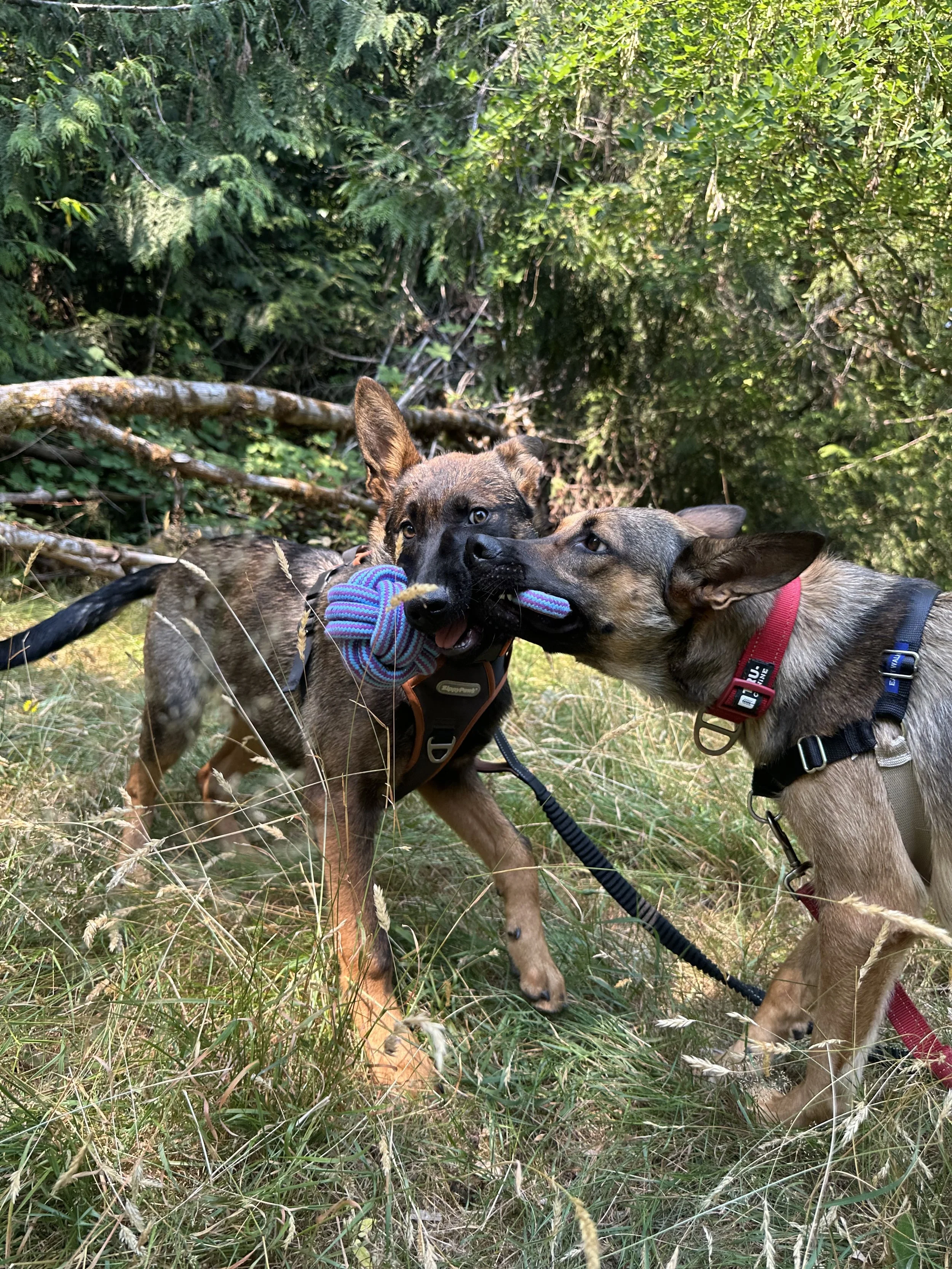 Half Day Puppy Daycare/Puppy Class