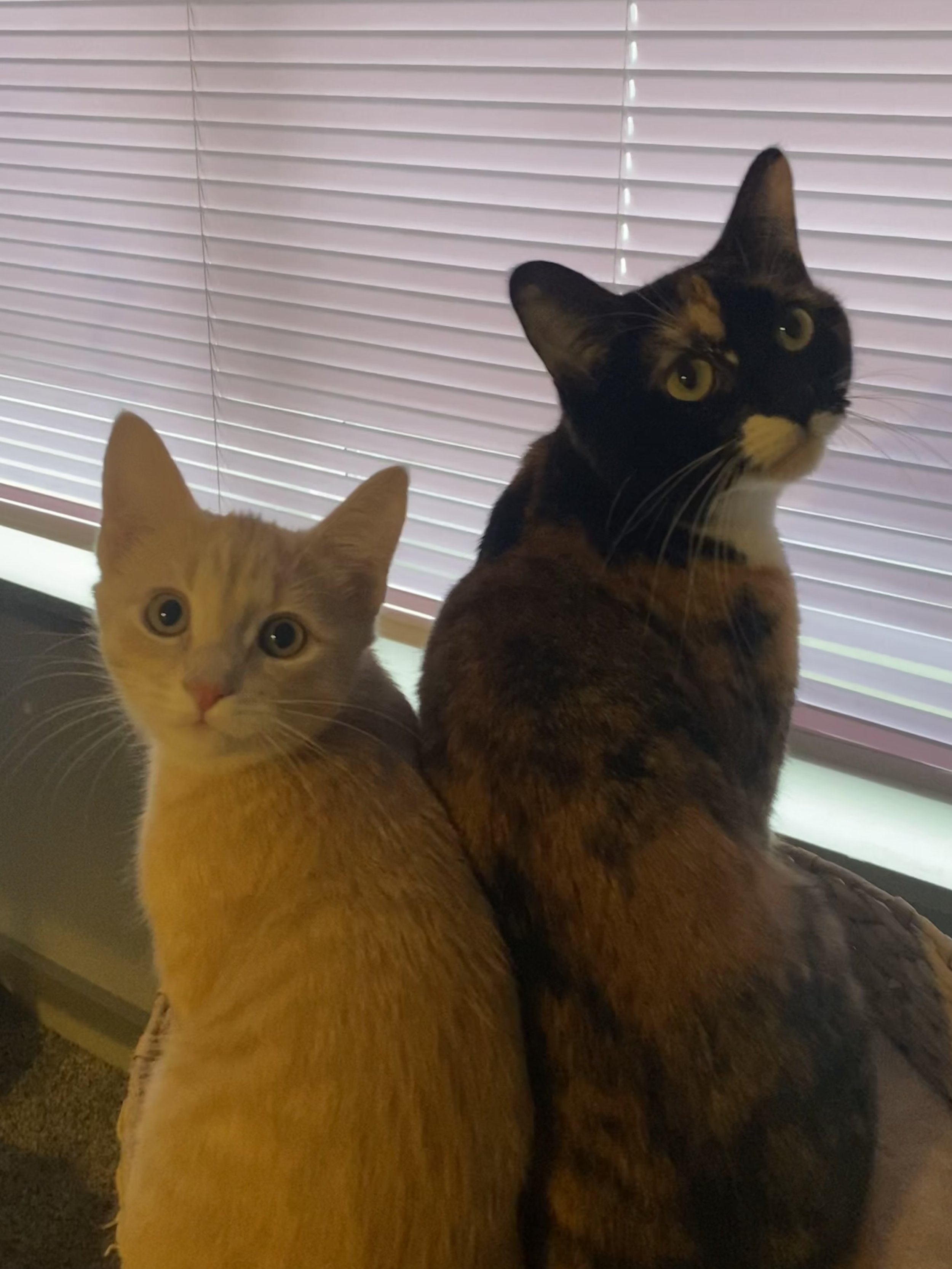 Cat & Critter Overnight Care