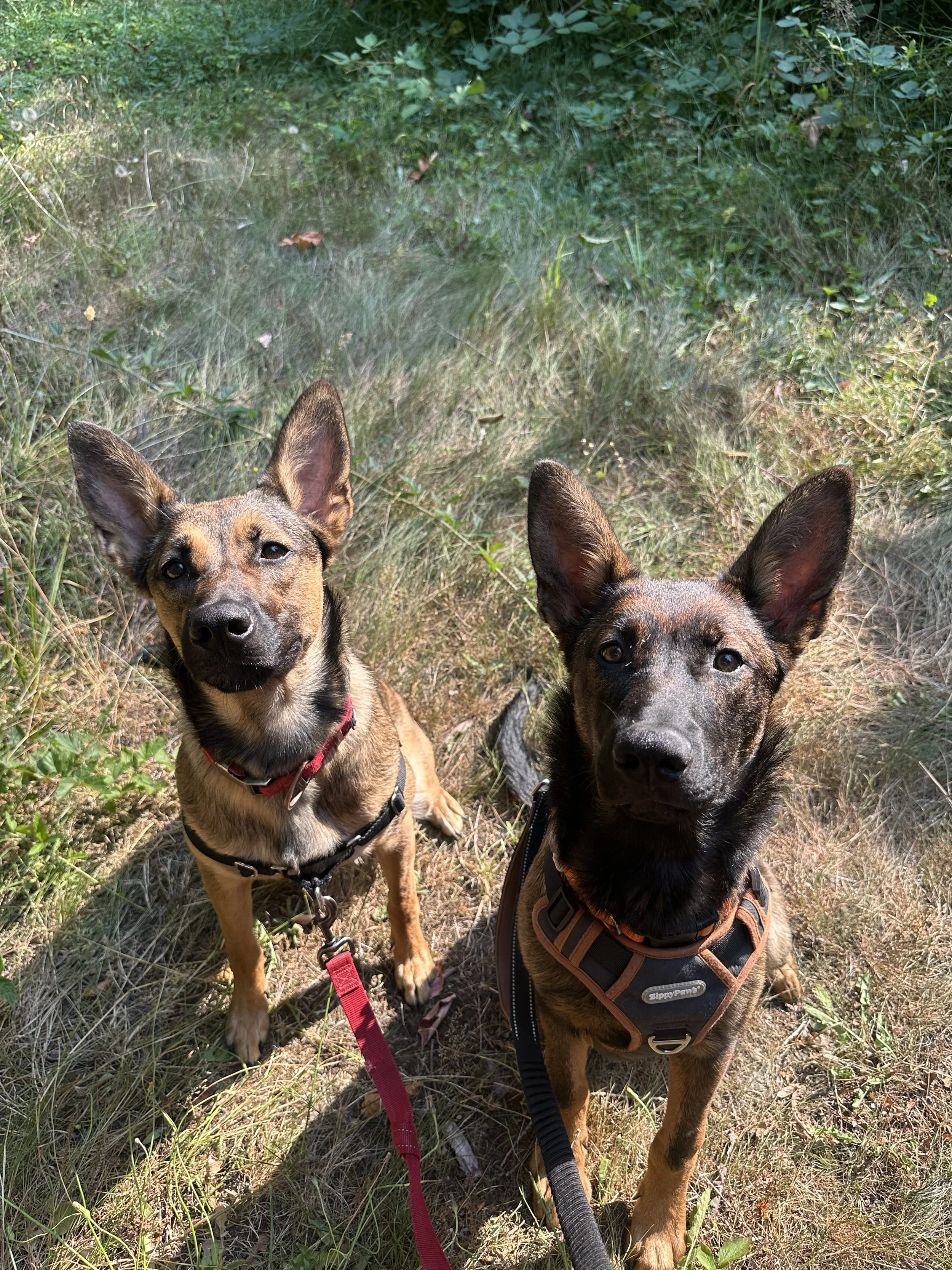 Full Day Puppy Daycare/Puppy Class