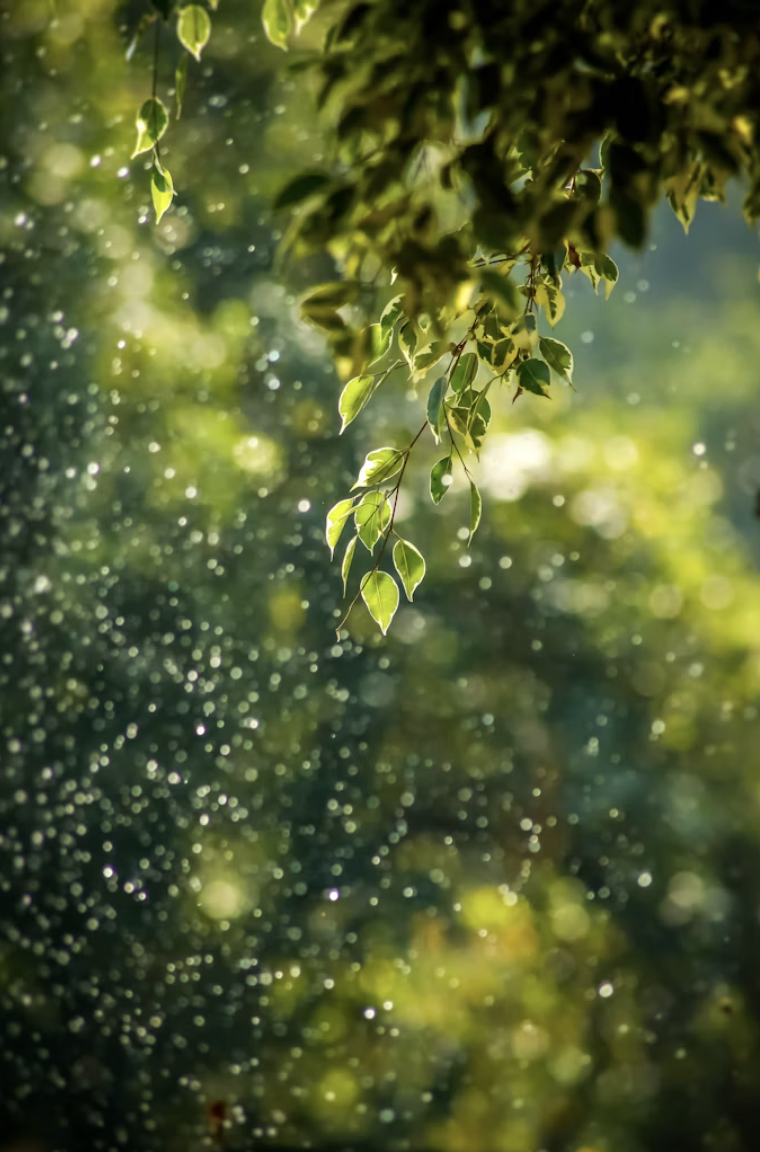Close-up of a tree branch with green leaves, sunlight filtering through, and rain droplets in the air.