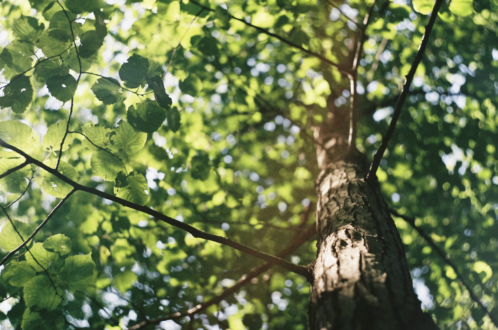 Looking up at the trunk of a tall tree with green leaves and sunlight filtering through the canopy.