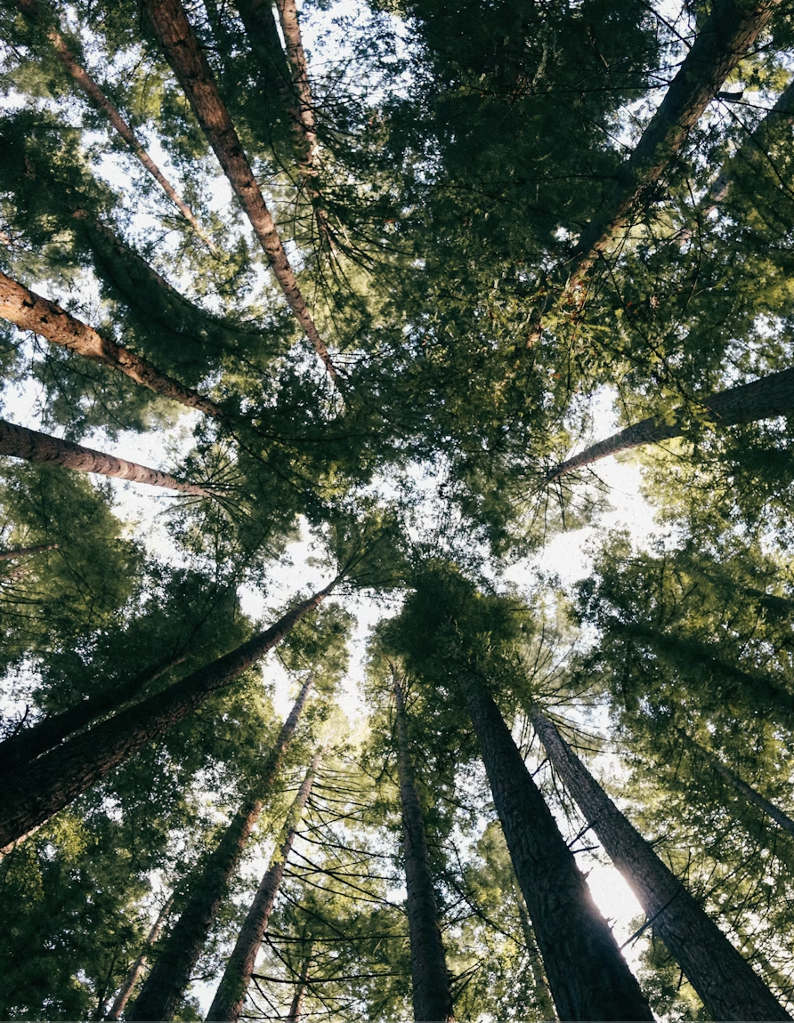 Looking up at tall pine trees in a forest with sunlight filtering through the leaves.