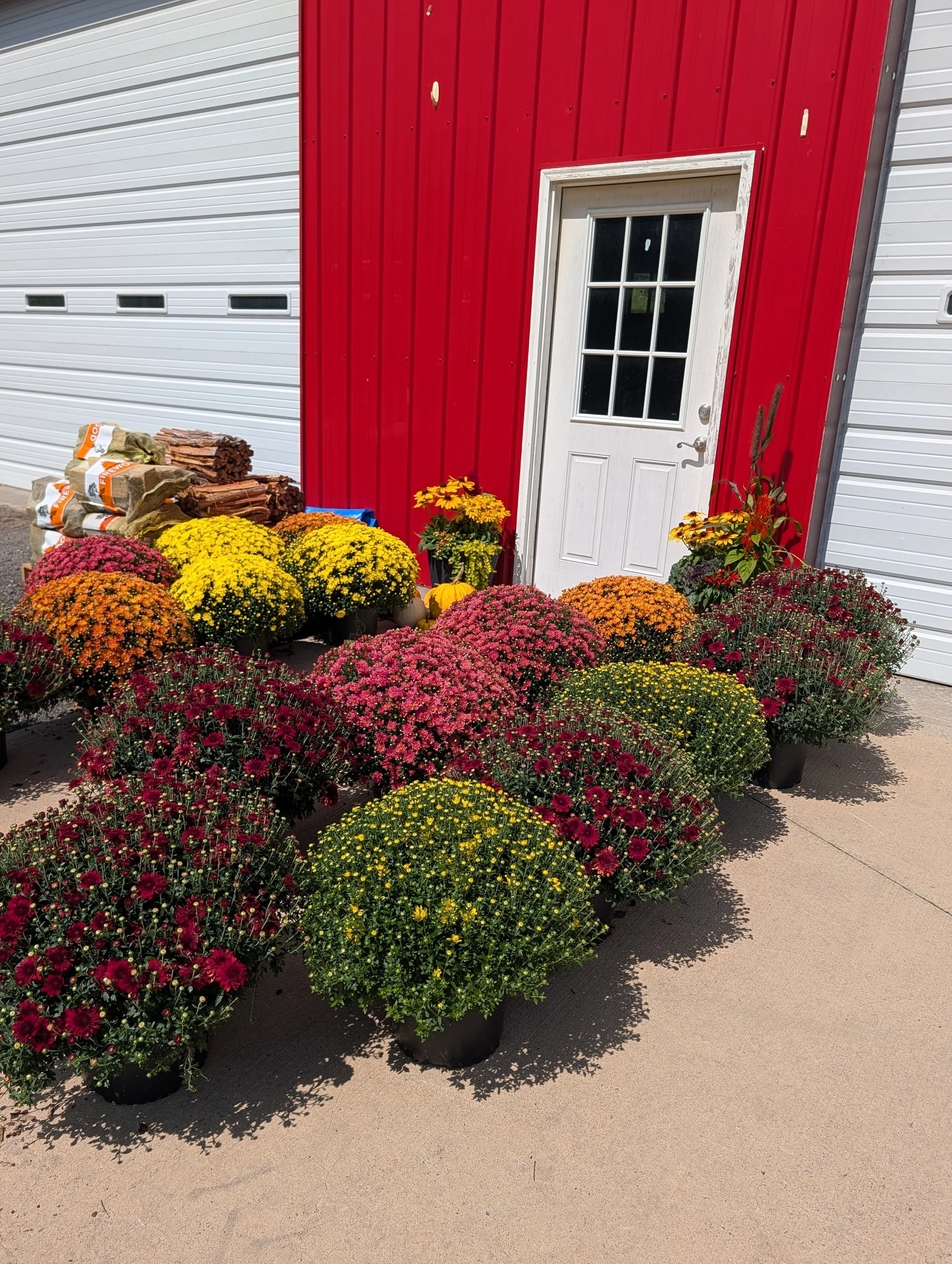 Red and white metal building with potted fall flowers and mulch piles outside.