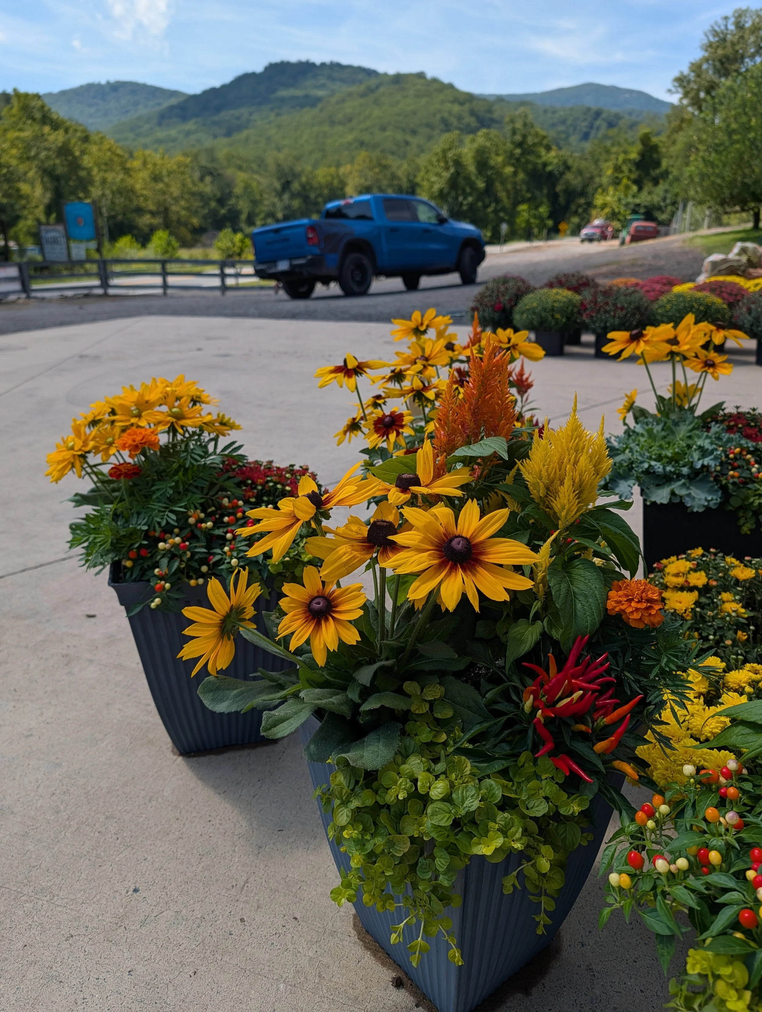 Colorful flower arrangement in a black rectangular planter with mountains and trees in the background.