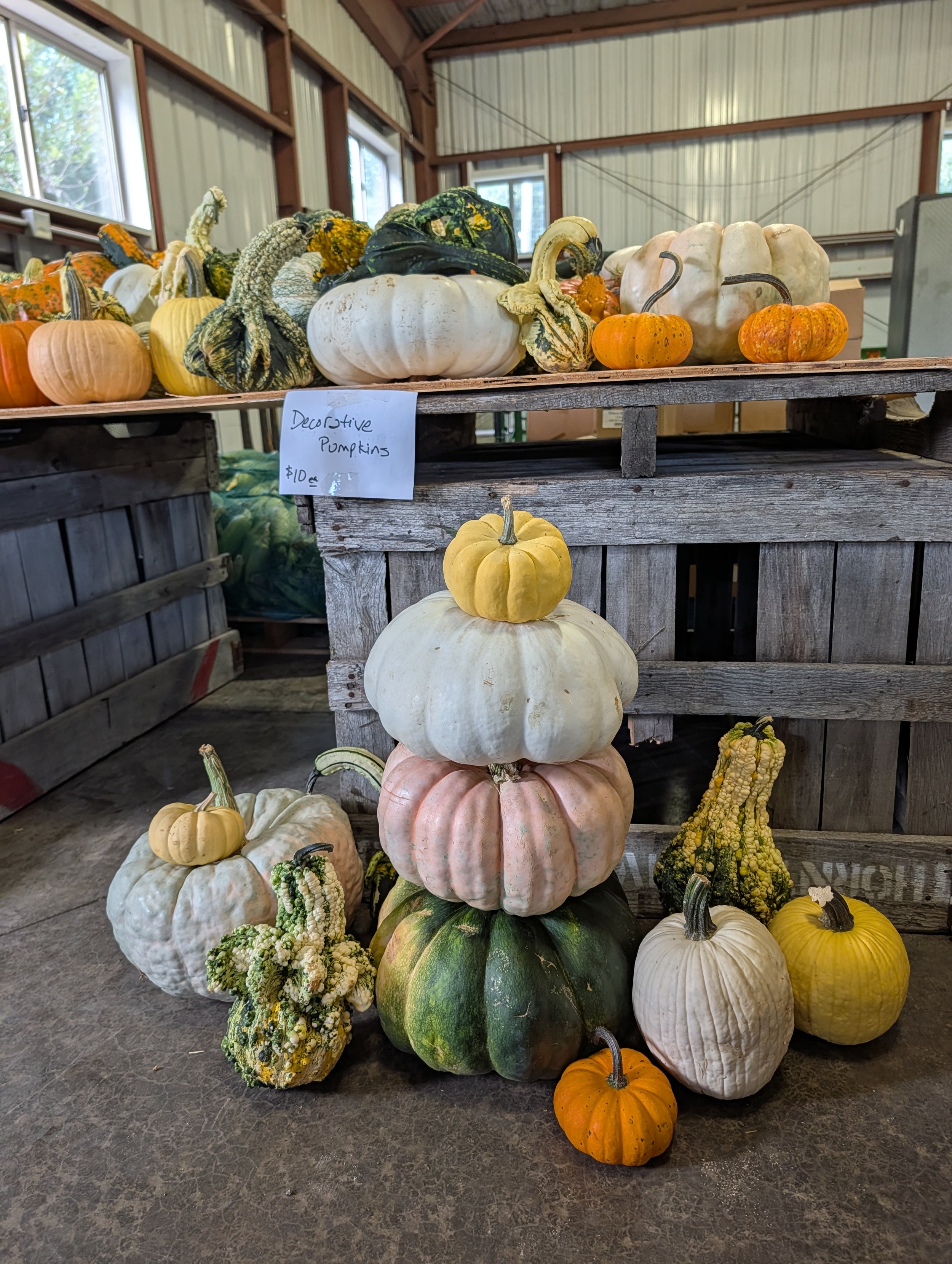 Display of various decorative pumpkins and gourds in a rustic indoor setting with a sign that reads 'Decorative Pumpkins $10 each'.