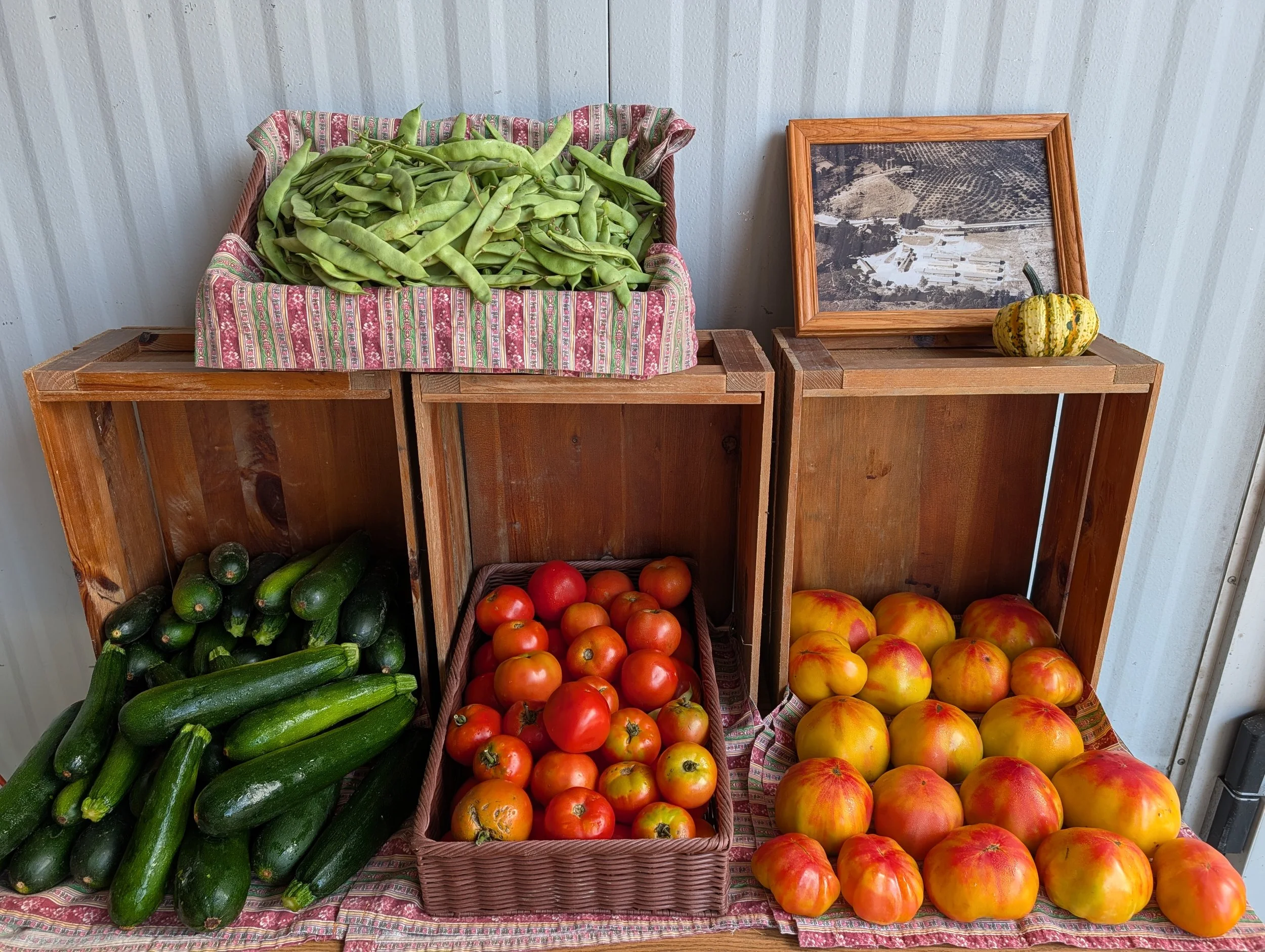 Display of fresh vegetables including zucchini, tomatoes, and various types of summer squash on wooden shelves.