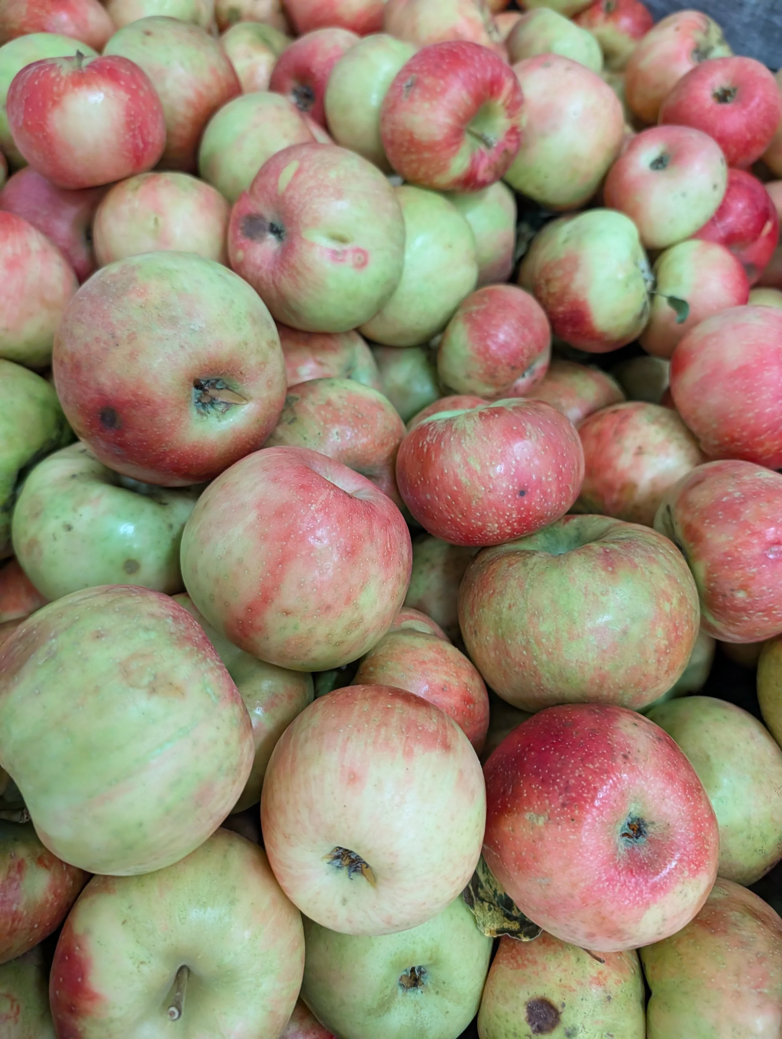 A pile of fresh apples, mostly red and green with some black spots, some with minor blemishes.