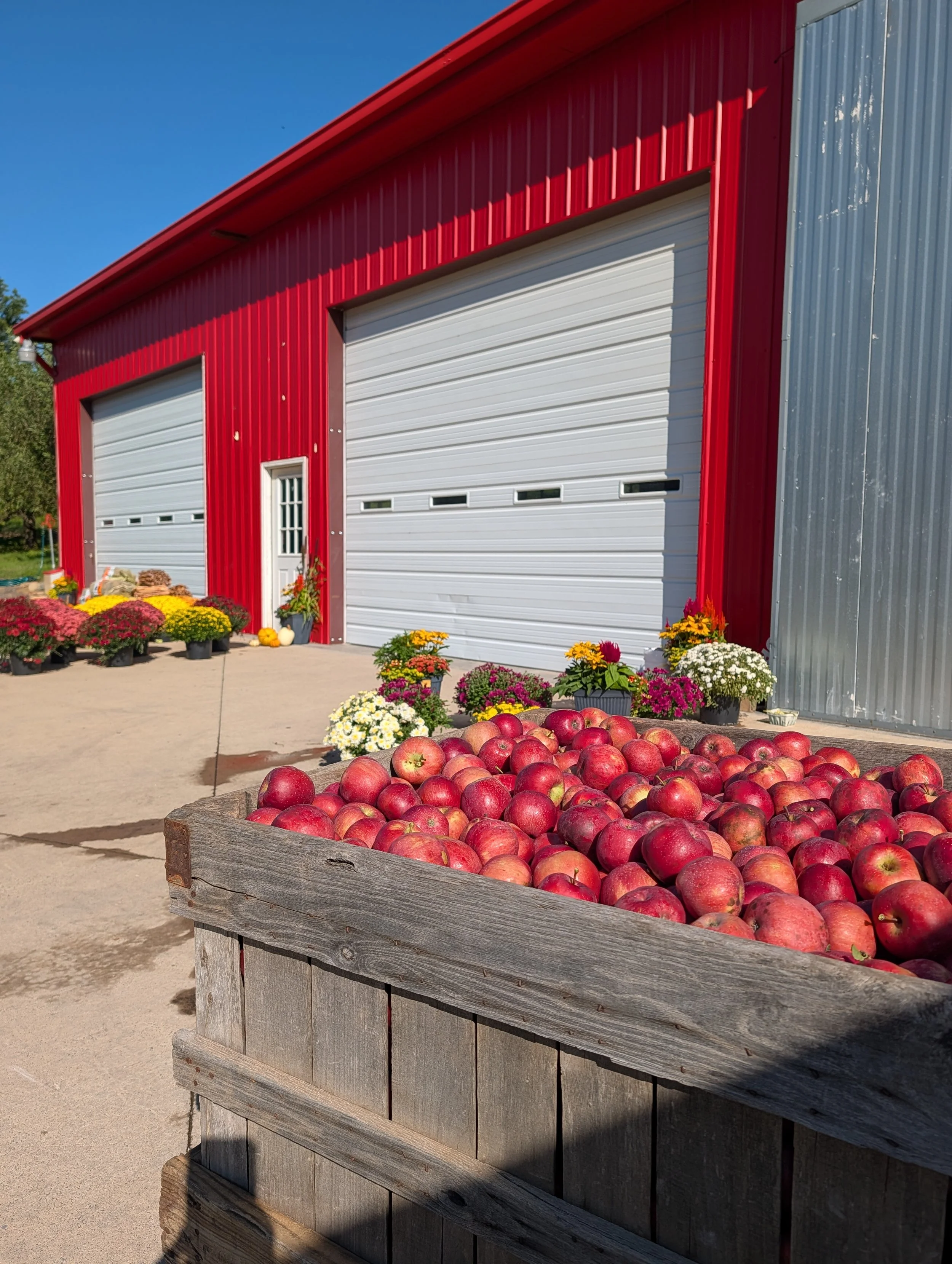 A large wooden crate filled with red apples in front of a barn with red and gray metal siding, surrounded by potted flowers, under a clear blue sky.