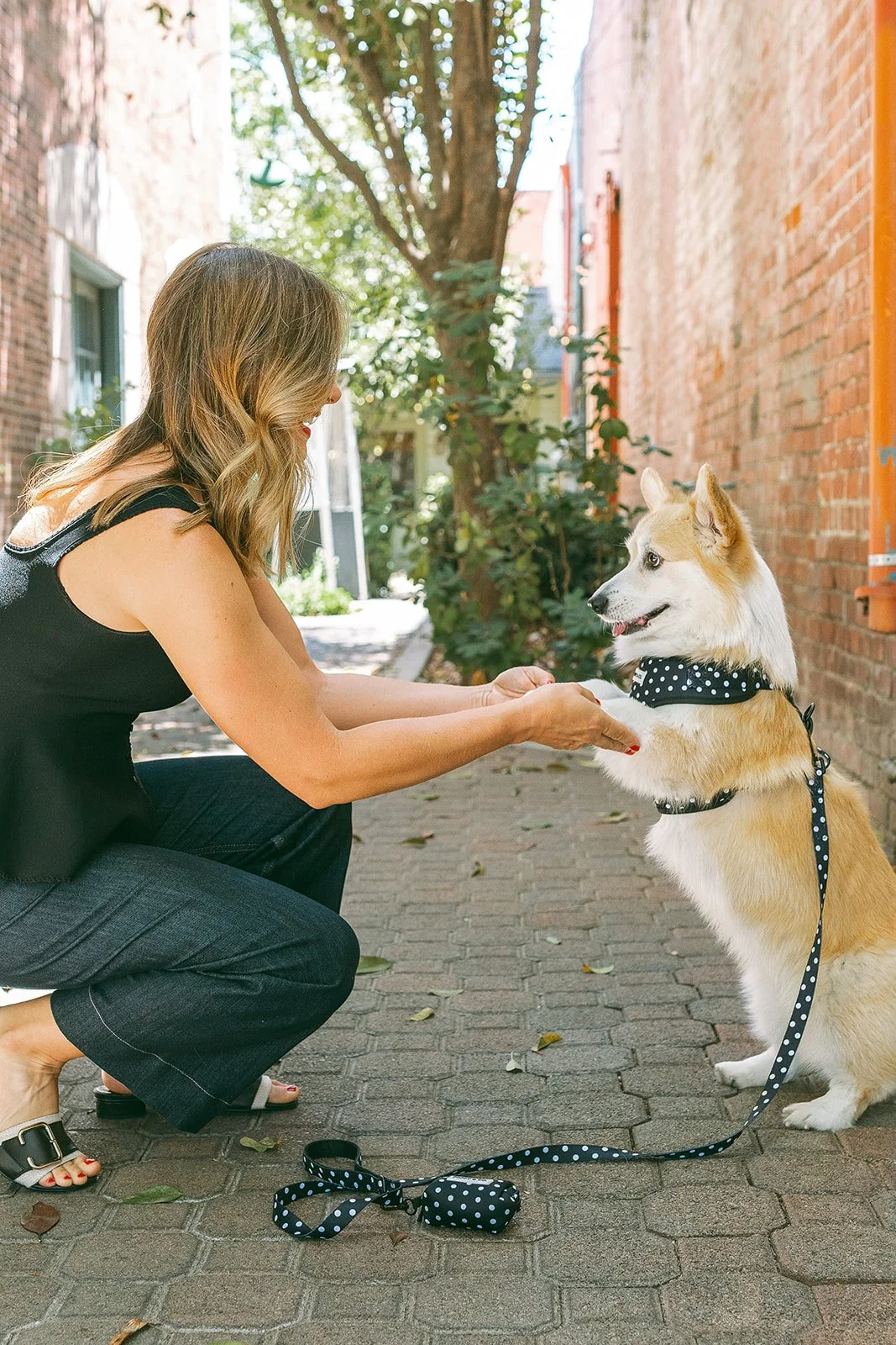 dog+old town+corgi-38_websize.jpg