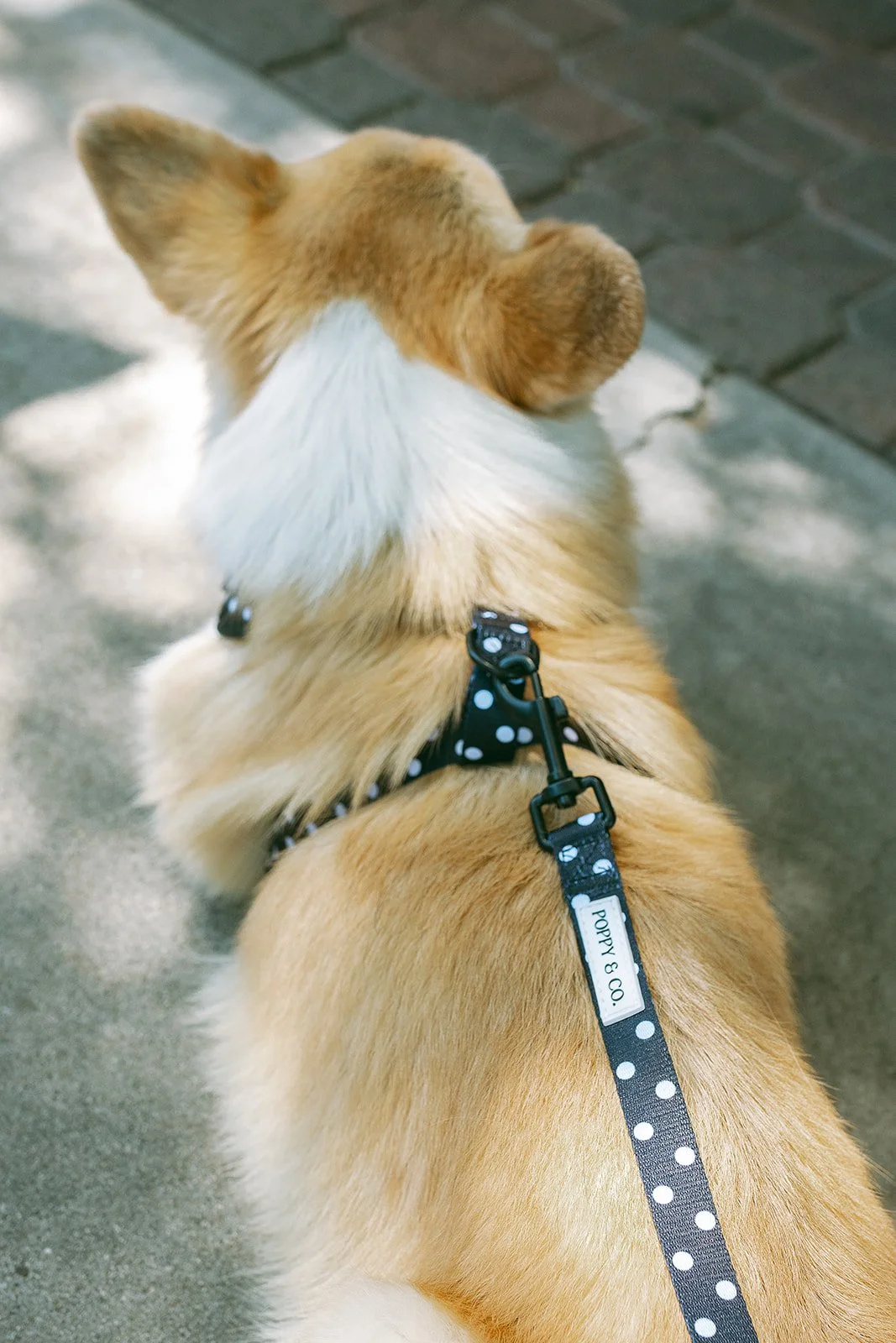 dog+old town+corgi-47_websize.jpg