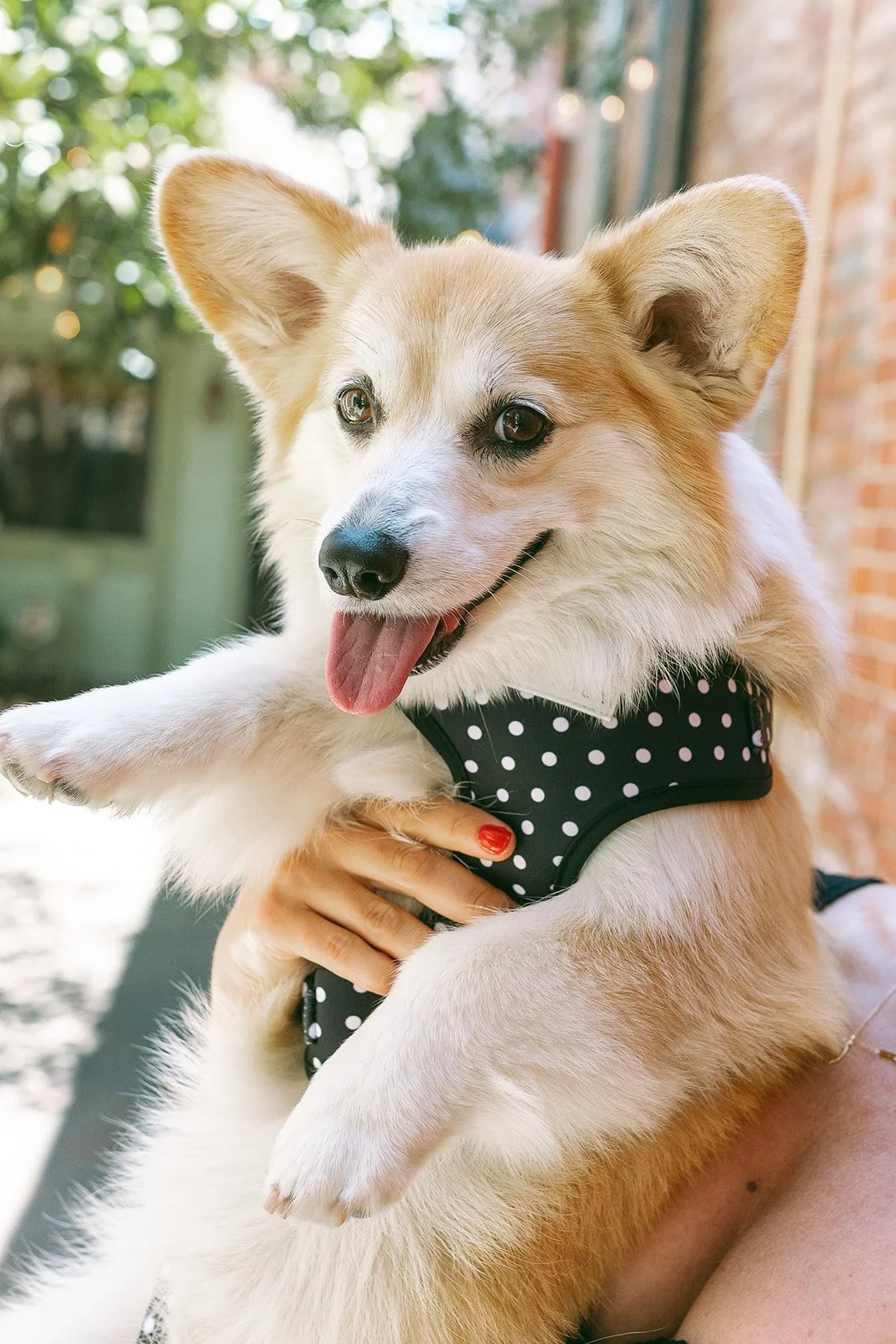 dog+old town+corgi-14_websize.jpg